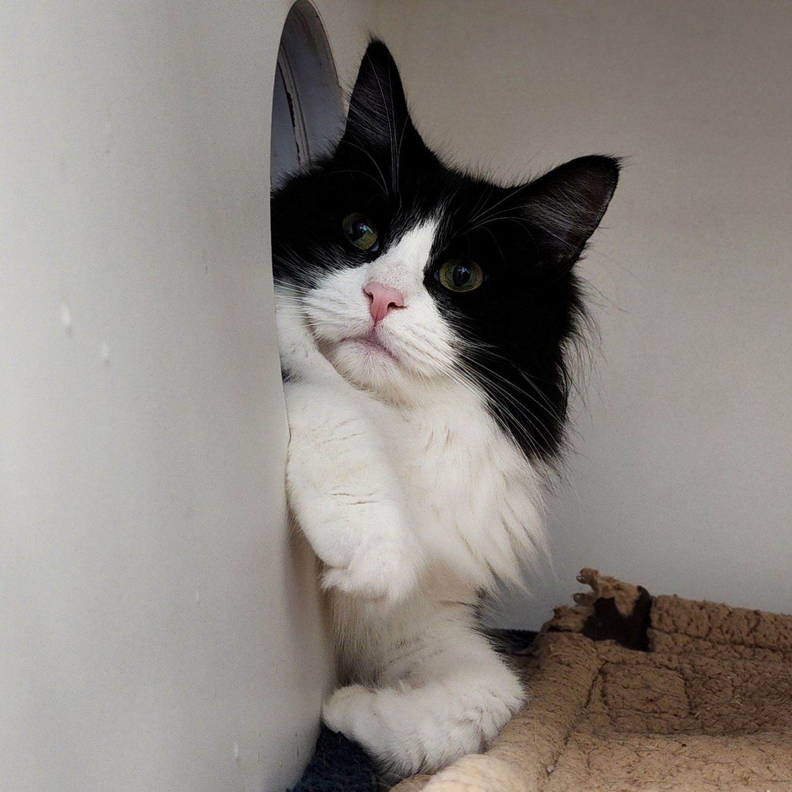 Enlarge Black Widow, a Adoptable Domestic Long Hair in Warwick, RI image 5/5