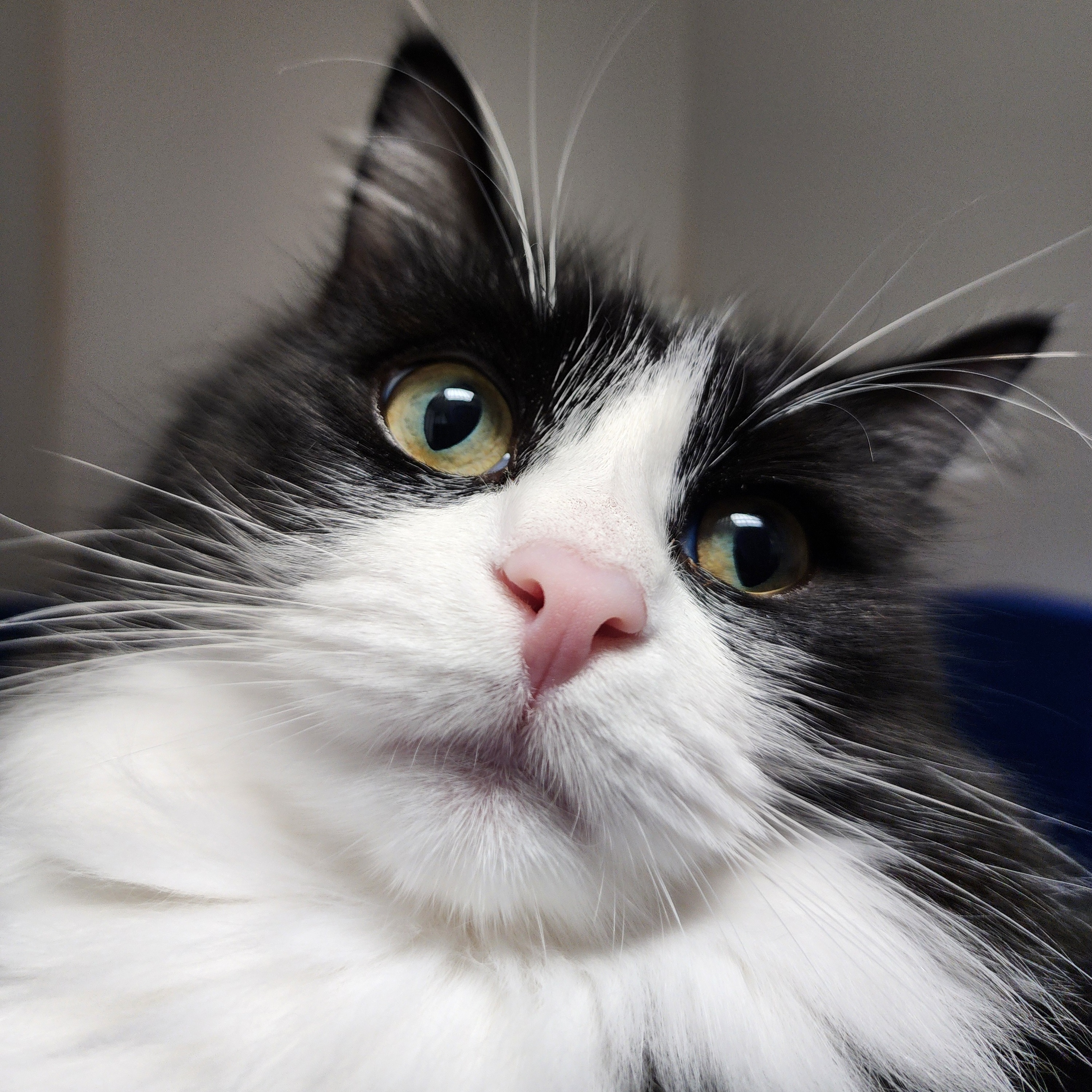 Enlarge Black Widow, a Adoptable Domestic Long Hair in Warwick, RI image 3/5