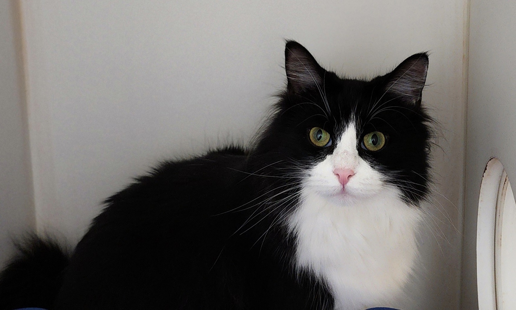 Enlarge Black Widow, a Adoptable Domestic Long Hair in Warwick, RI image 4/5