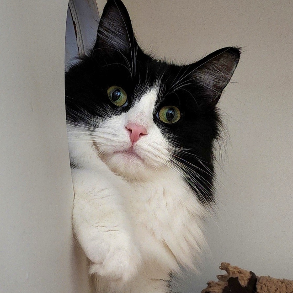 Enlarge Black Widow, a Adoptable Domestic Long Hair in Warwick, RI image 2/5