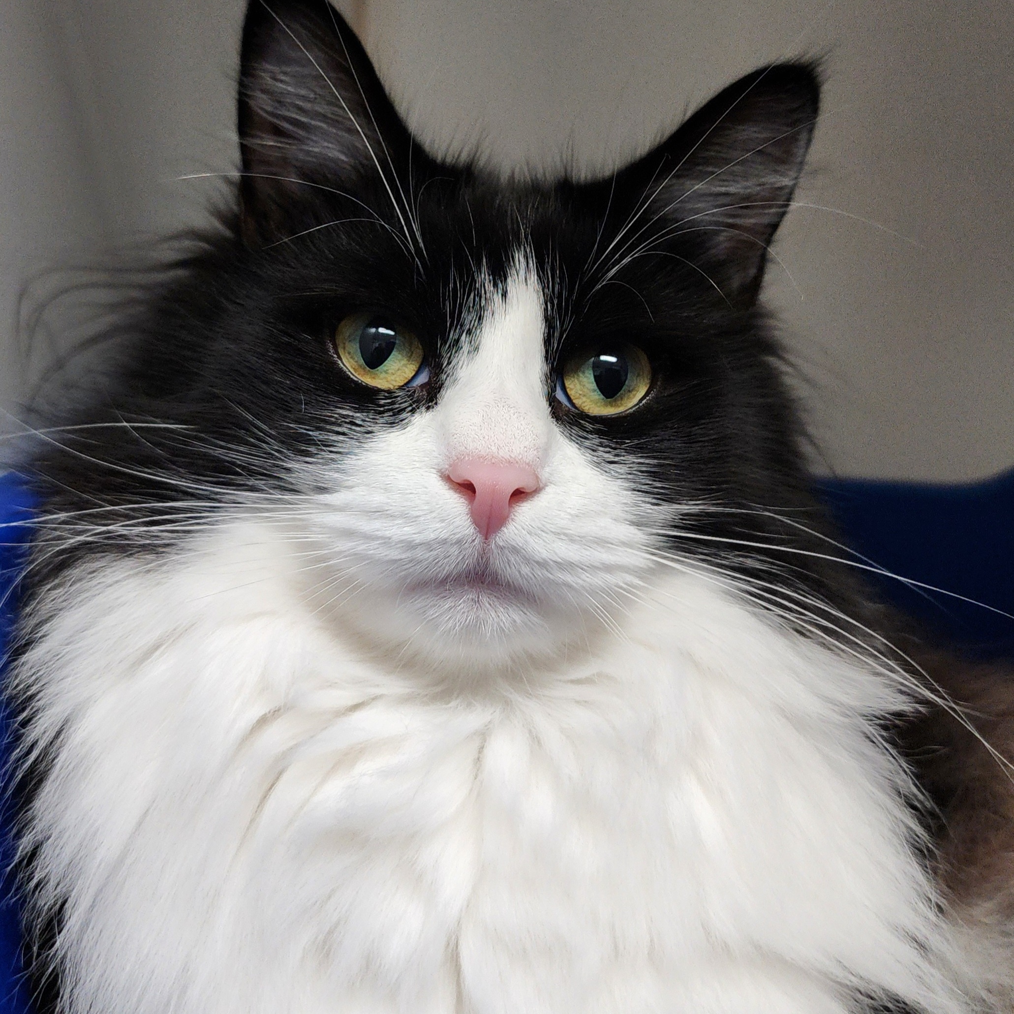 Black Widow, Adoptable, Young Female Domestic Long Hair.