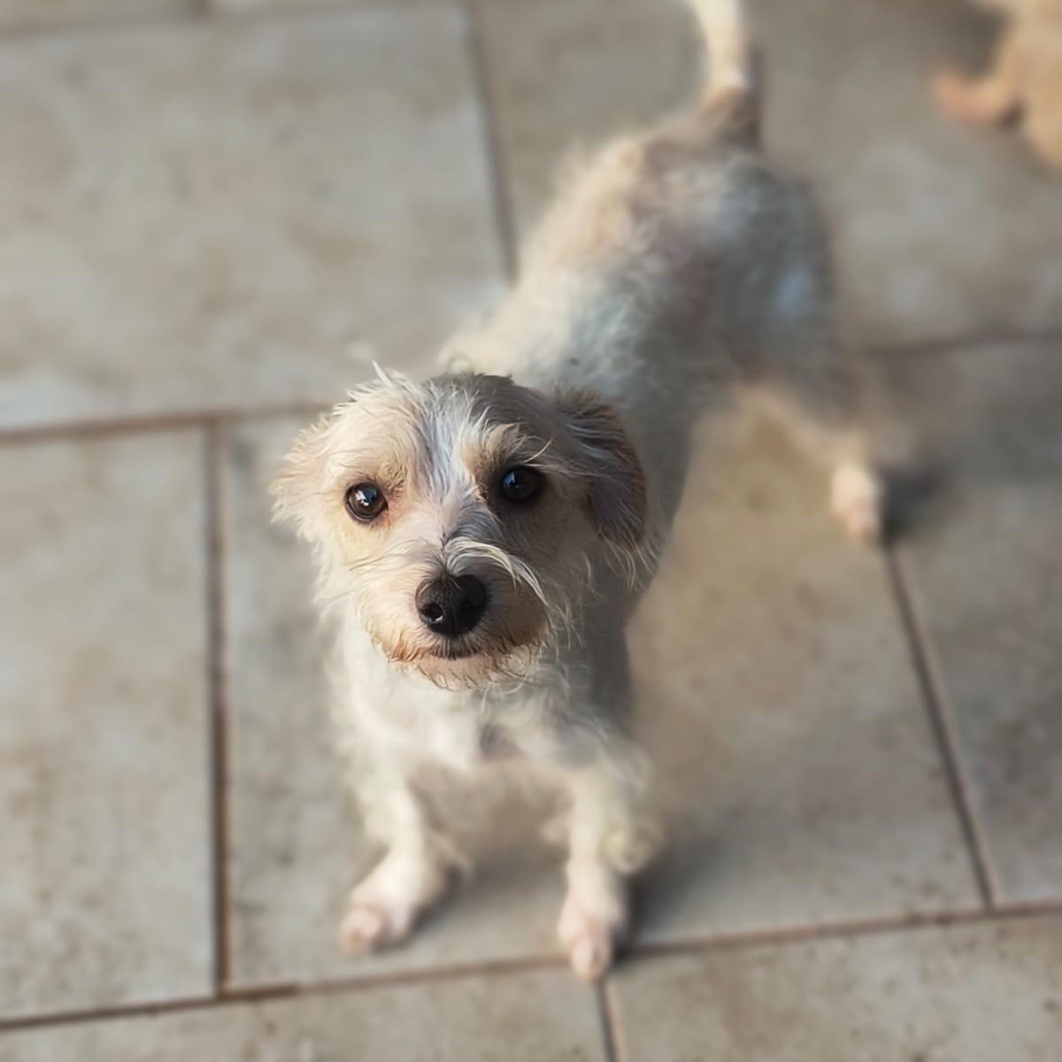 Enlarge Edna, a ADOPTABLE mixed breed in Sherwood, OR image 1/1