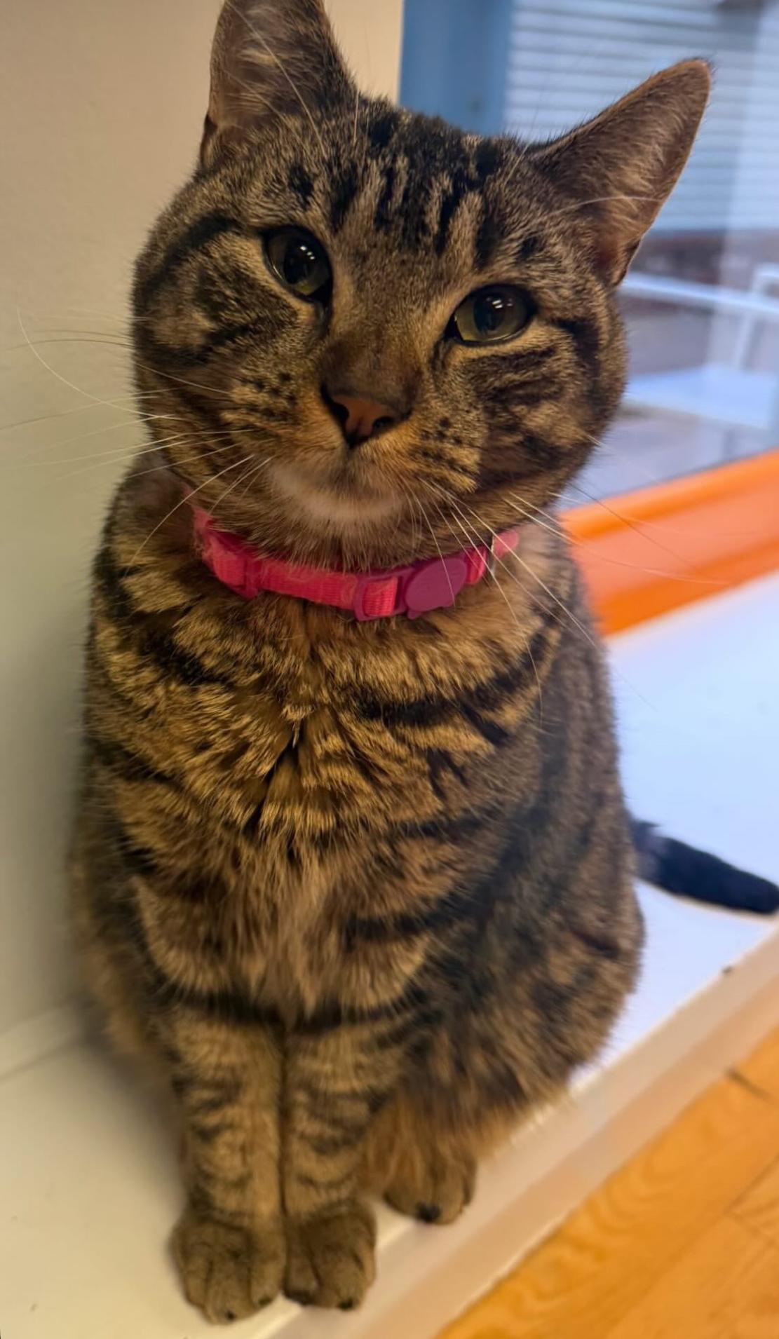 Nessa, a Adoptable Domestic Short Hair in New Haven, CT image 1/2