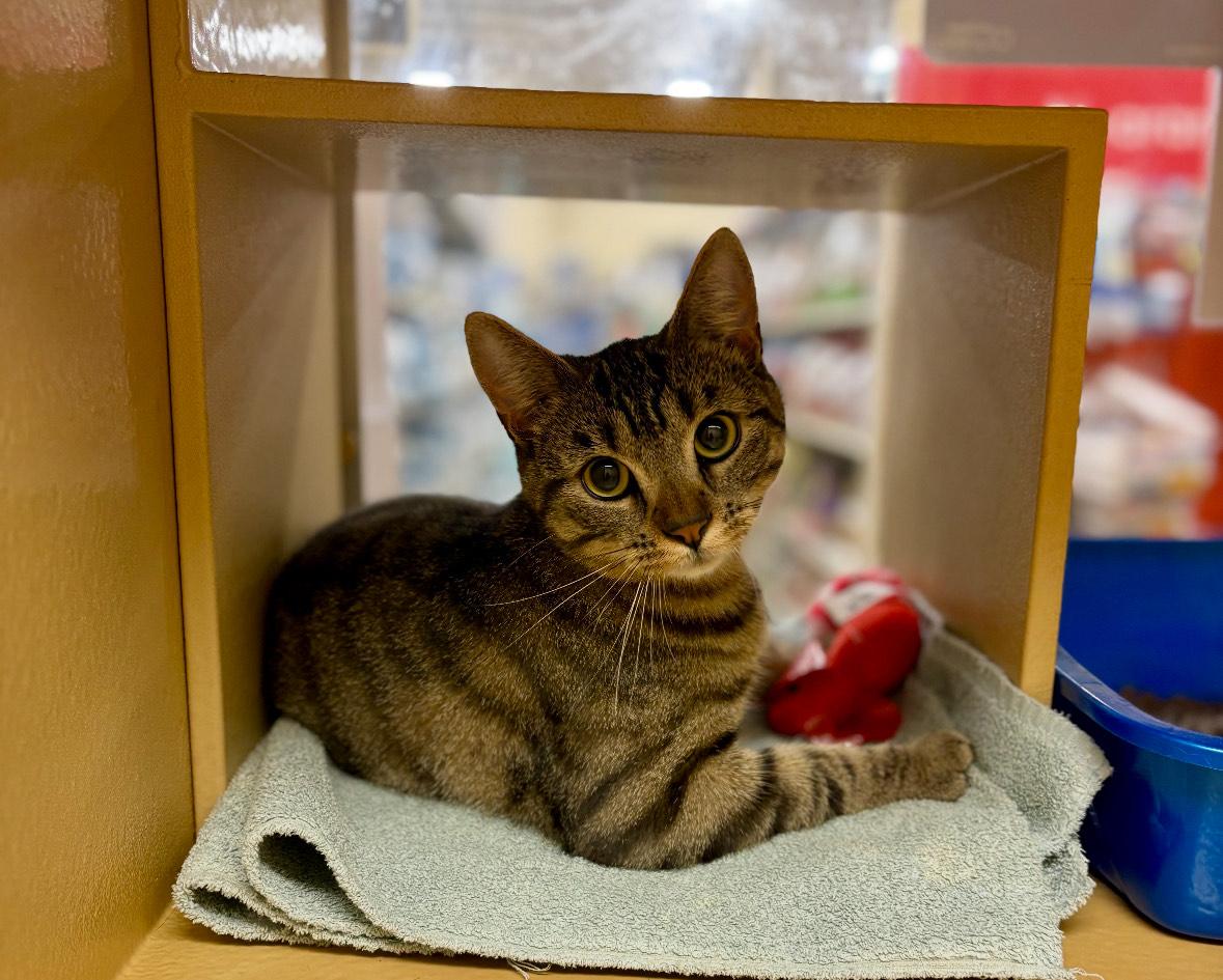 Nessa, Adoptable, Young Female Domestic Short Hair.