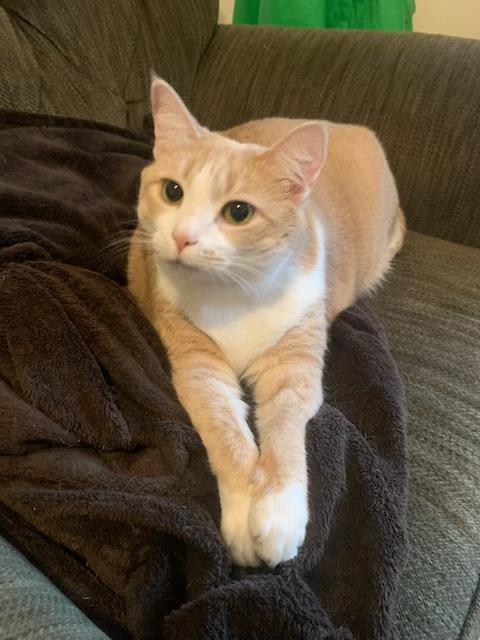 Cindy, ADOPTABLE, Adult Female Domestic Short Hair.