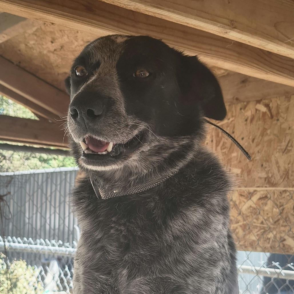 Enlarge Lincoln, a Adoptable Australian Cattle Dog / Blue Heeler in Reno, NV image 1/2