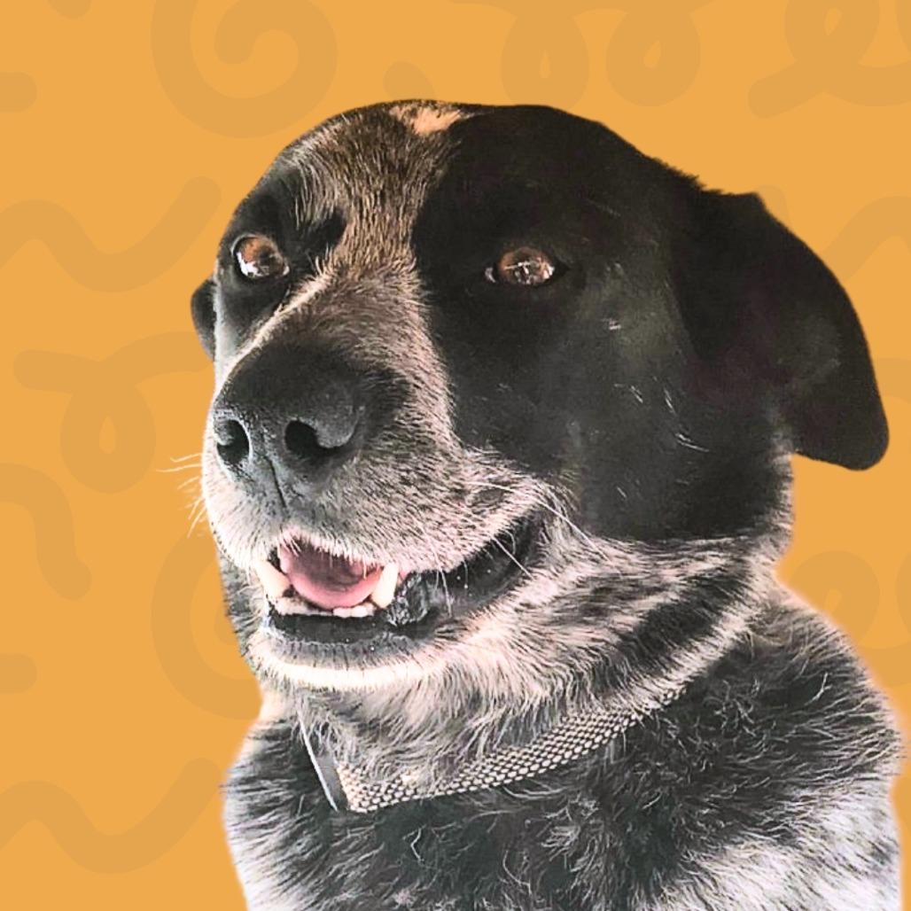 Enlarge Lincoln, a Adoptable Australian Cattle Dog / Blue Heeler in Reno, NV image 2/2