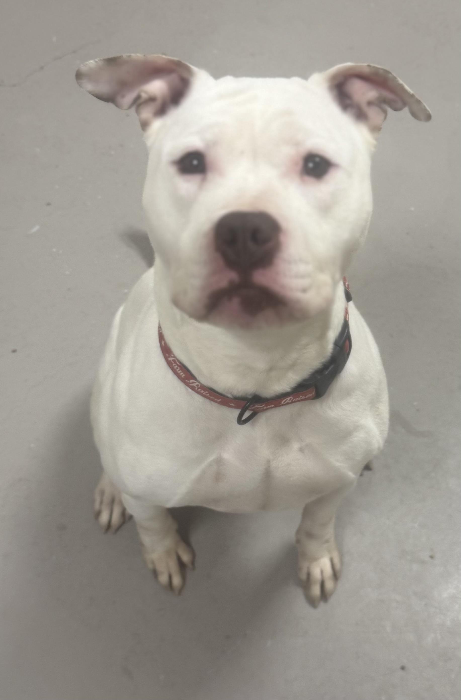 Enlarge Maple AVAILABLE, a ADOPTABLE American Bully in Canton, OH image 5/6