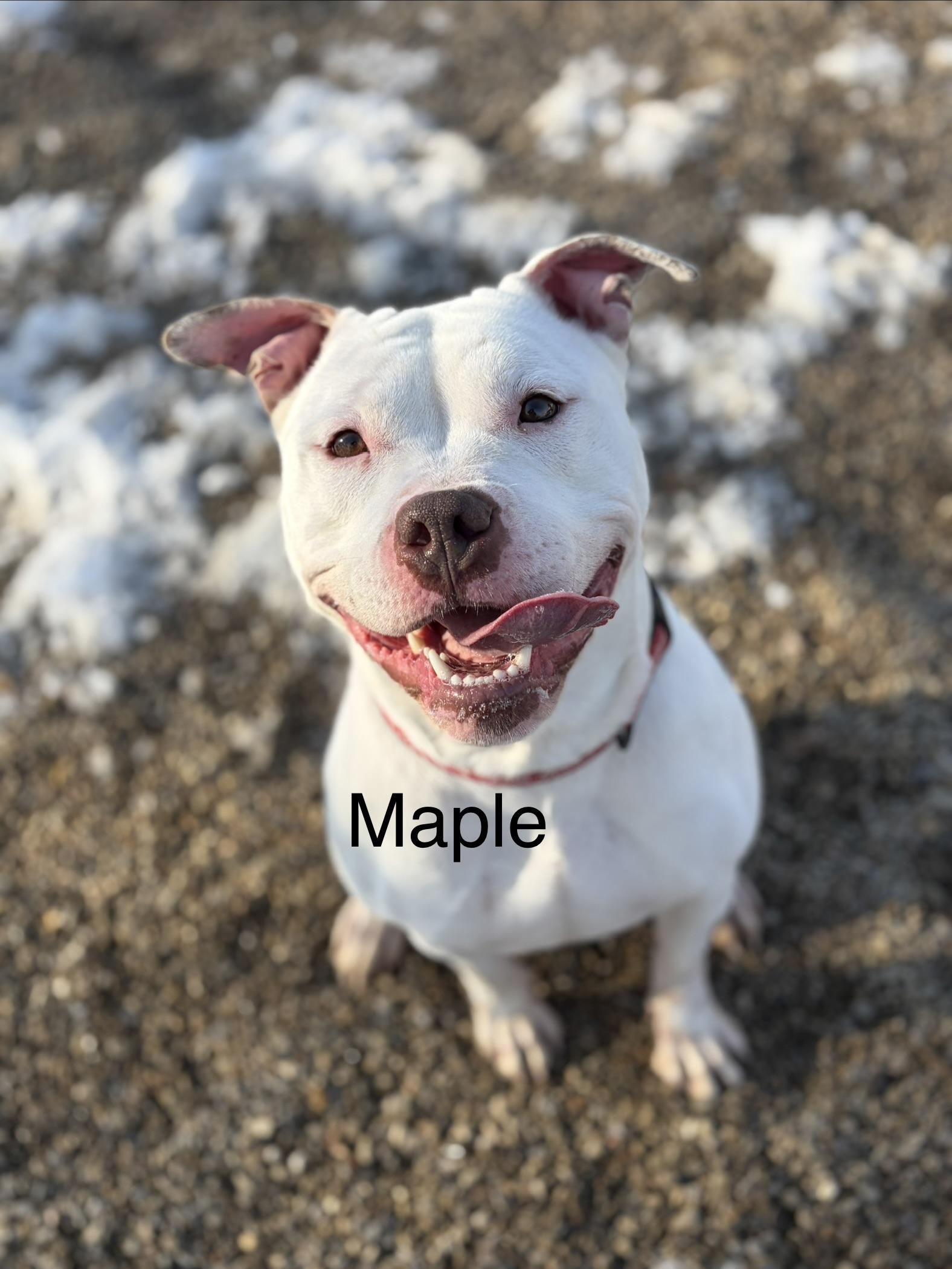 Maple AVAILABLE, ADOPTABLE, Adult Female American Bully.