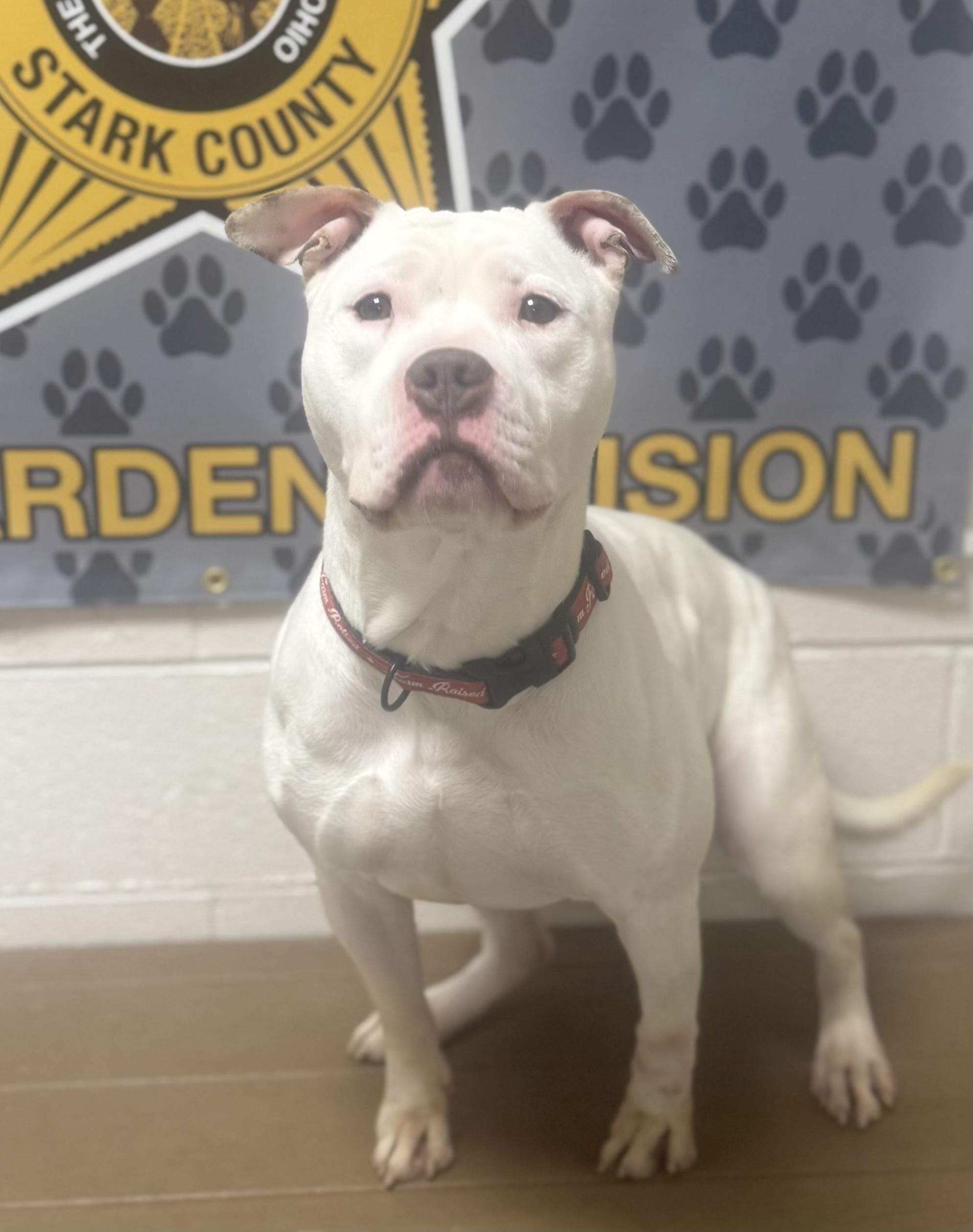 Enlarge Maple AVAILABLE, a ADOPTABLE American Bully in Canton, OH image 3/6