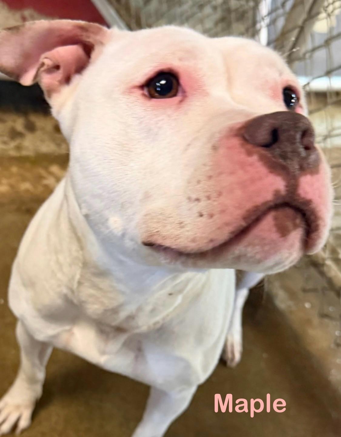 Enlarge Maple AVAILABLE, a ADOPTABLE American Bully in Canton, OH image 6/6
