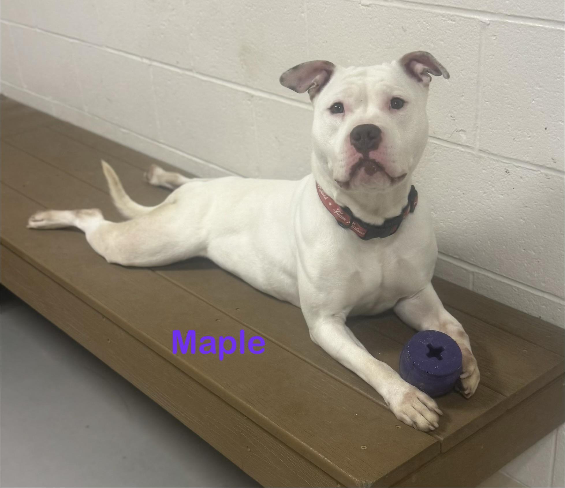 Enlarge Maple AVAILABLE, a ADOPTABLE American Bully in Canton, OH image 2/6