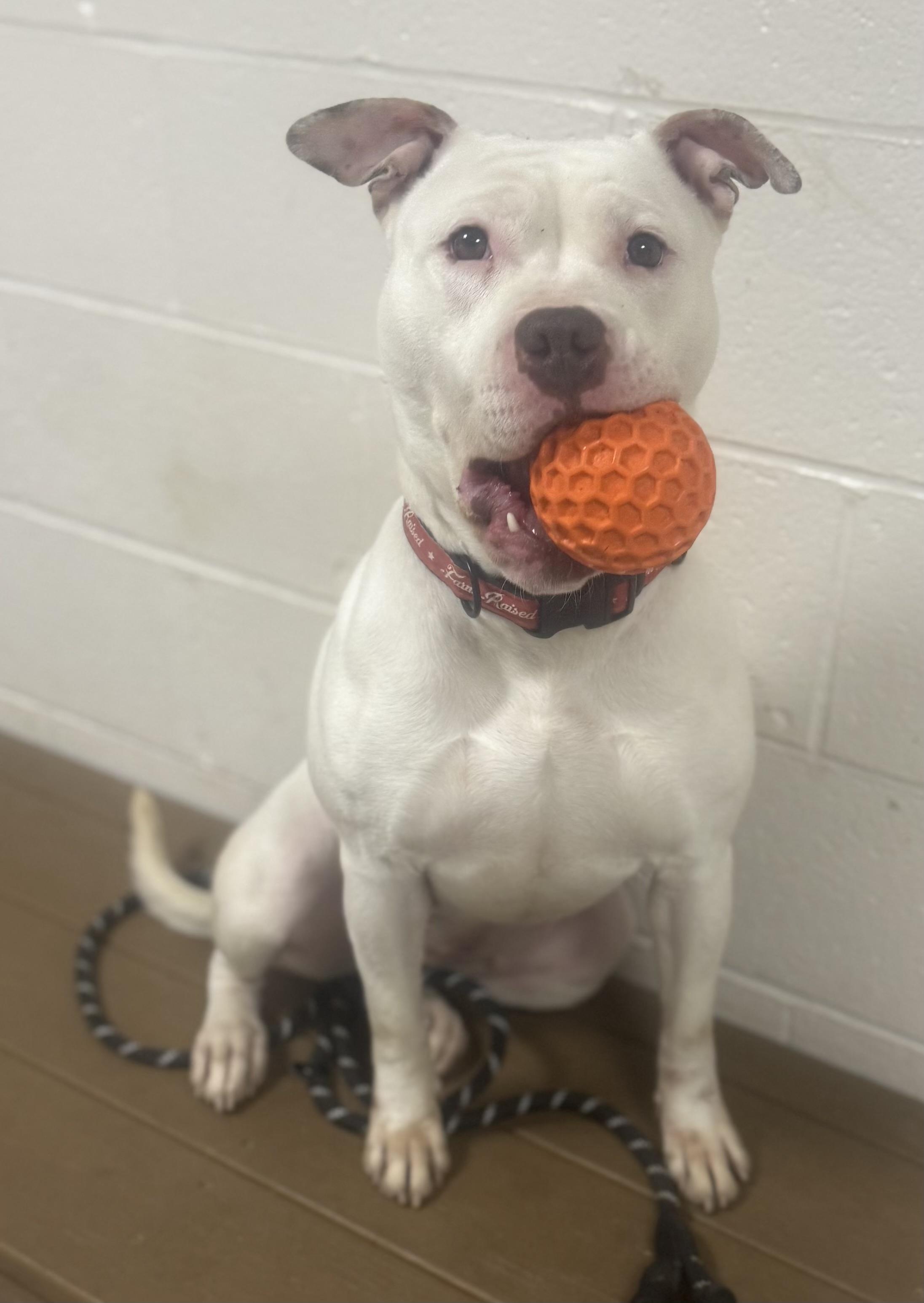 Enlarge Maple AVAILABLE, a ADOPTABLE American Bully in Canton, OH image 4/6