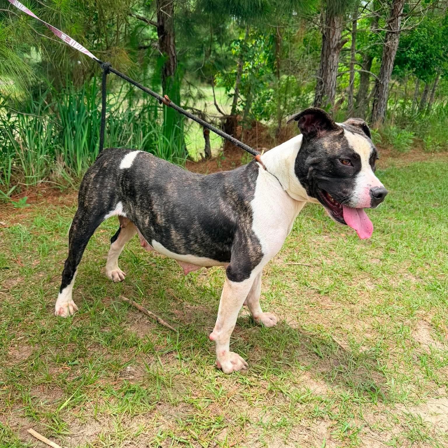Sasha, a Adoptable mixed breed in Monroe, MI image 5/6