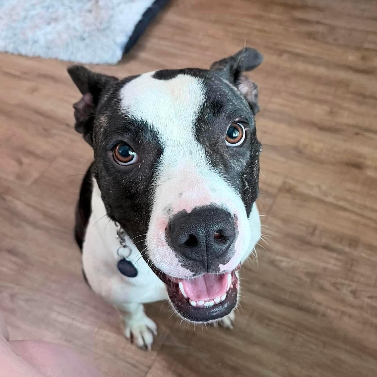 Sasha, a Adoptable mixed breed in Monroe, MI image 6/6