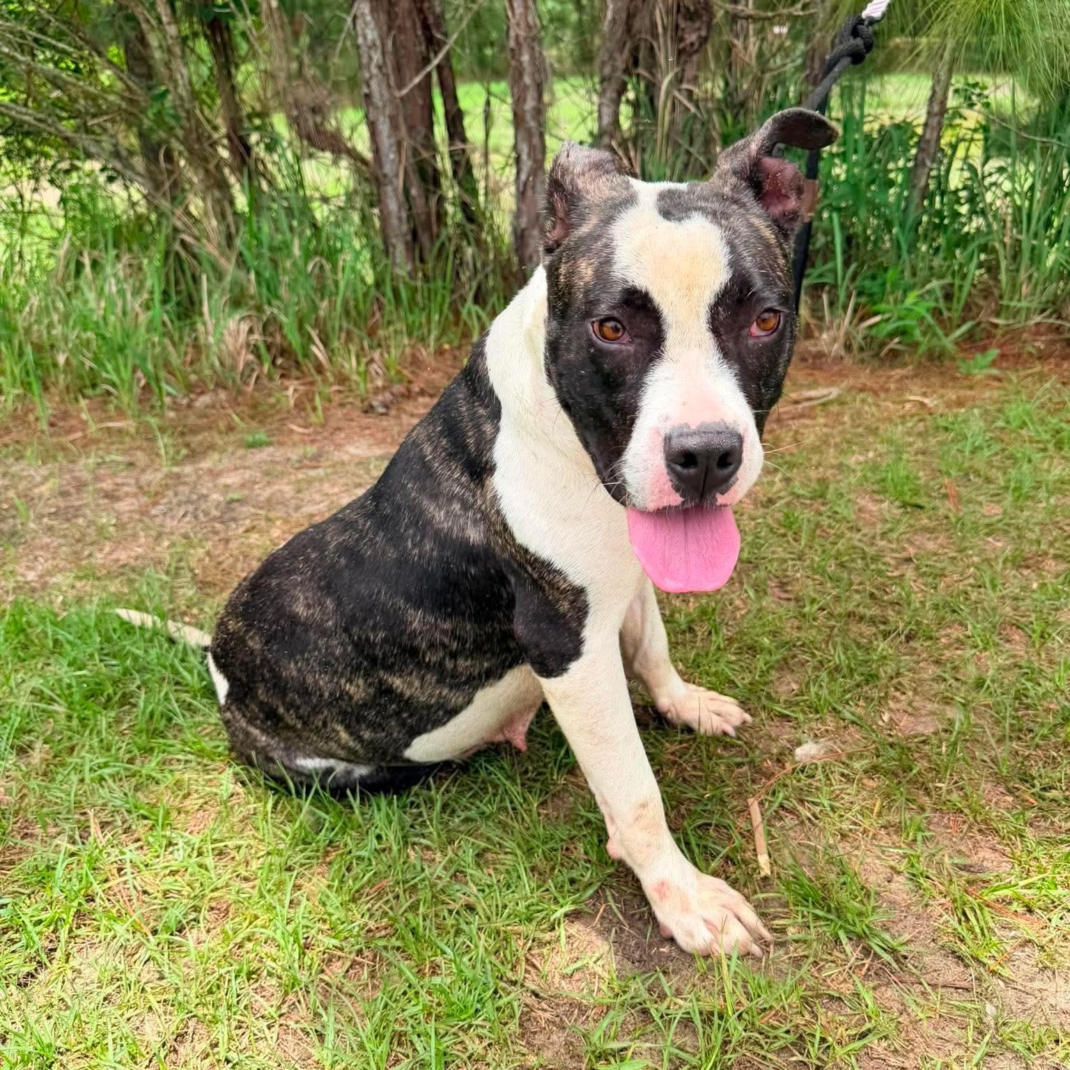 Sasha, a Adoptable mixed breed in Monroe, MI image 4/6