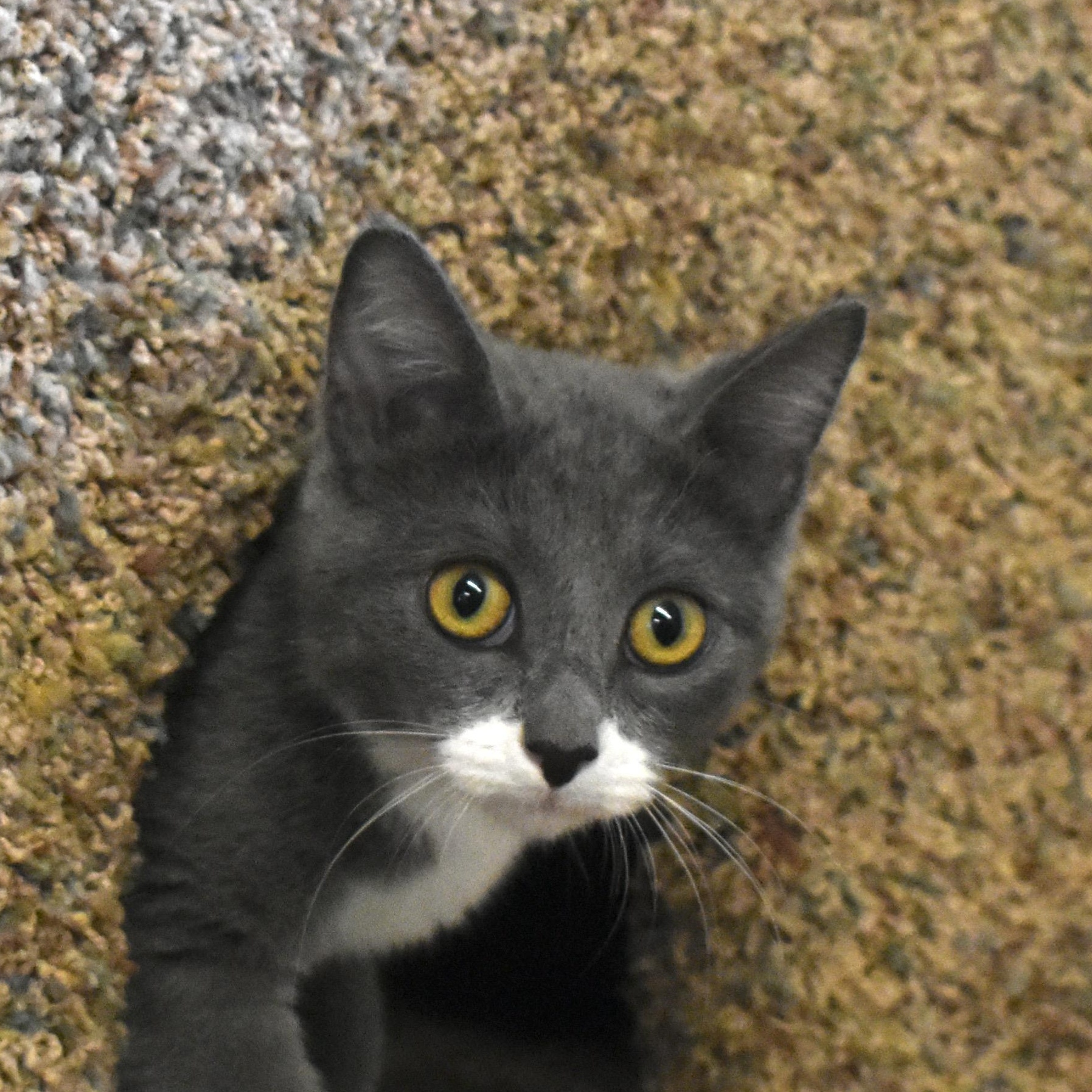 Ember, adopted, Kitten Female Domestic Short Hair.