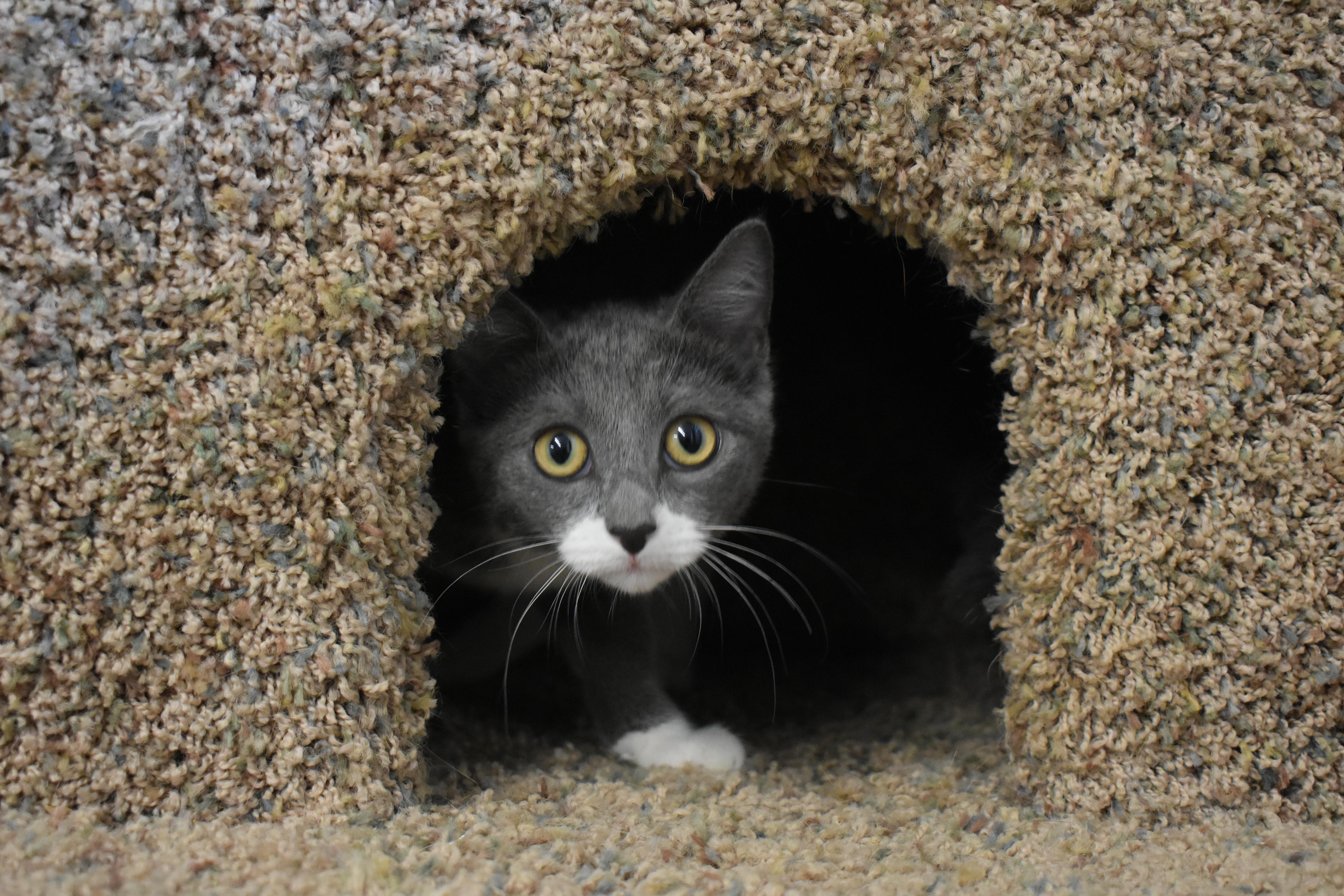 Enlarge Ember, an adopted Domestic Short Hair in Auburn, NE image 5/5