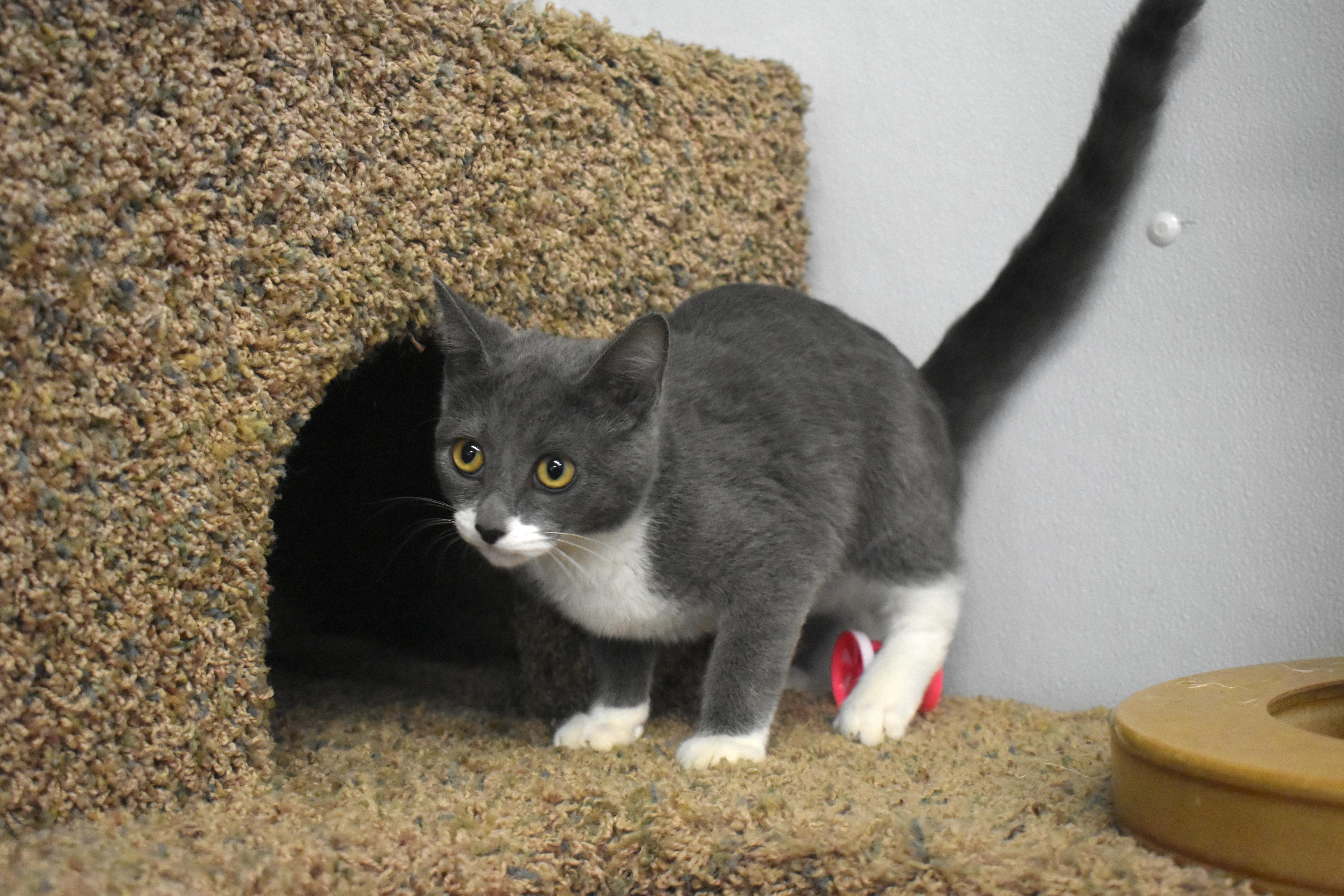 Enlarge Ember, an adopted Domestic Short Hair in Auburn, NE image 4/5