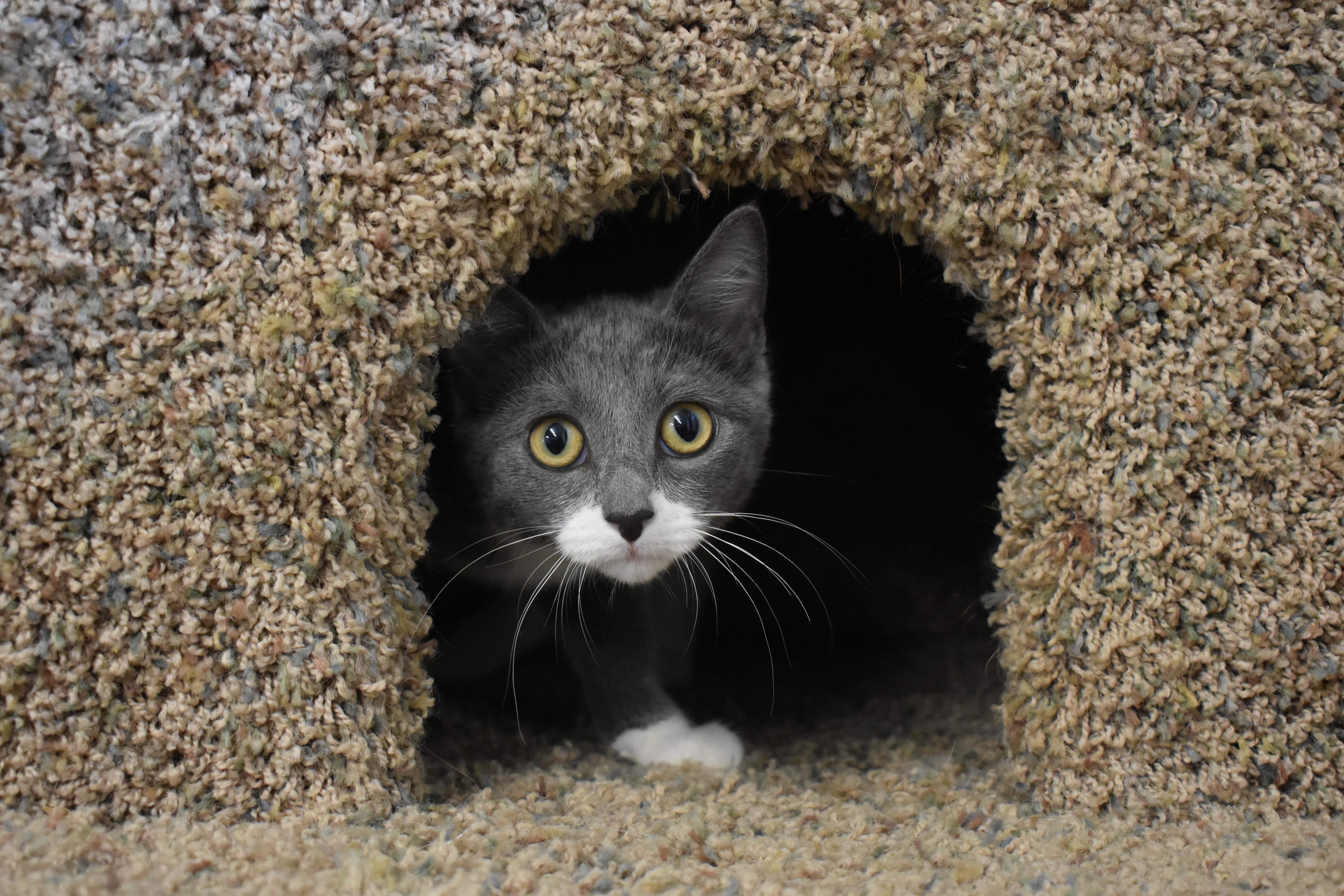 Enlarge Ember, an adopted Domestic Short Hair in Auburn, NE image 3/5