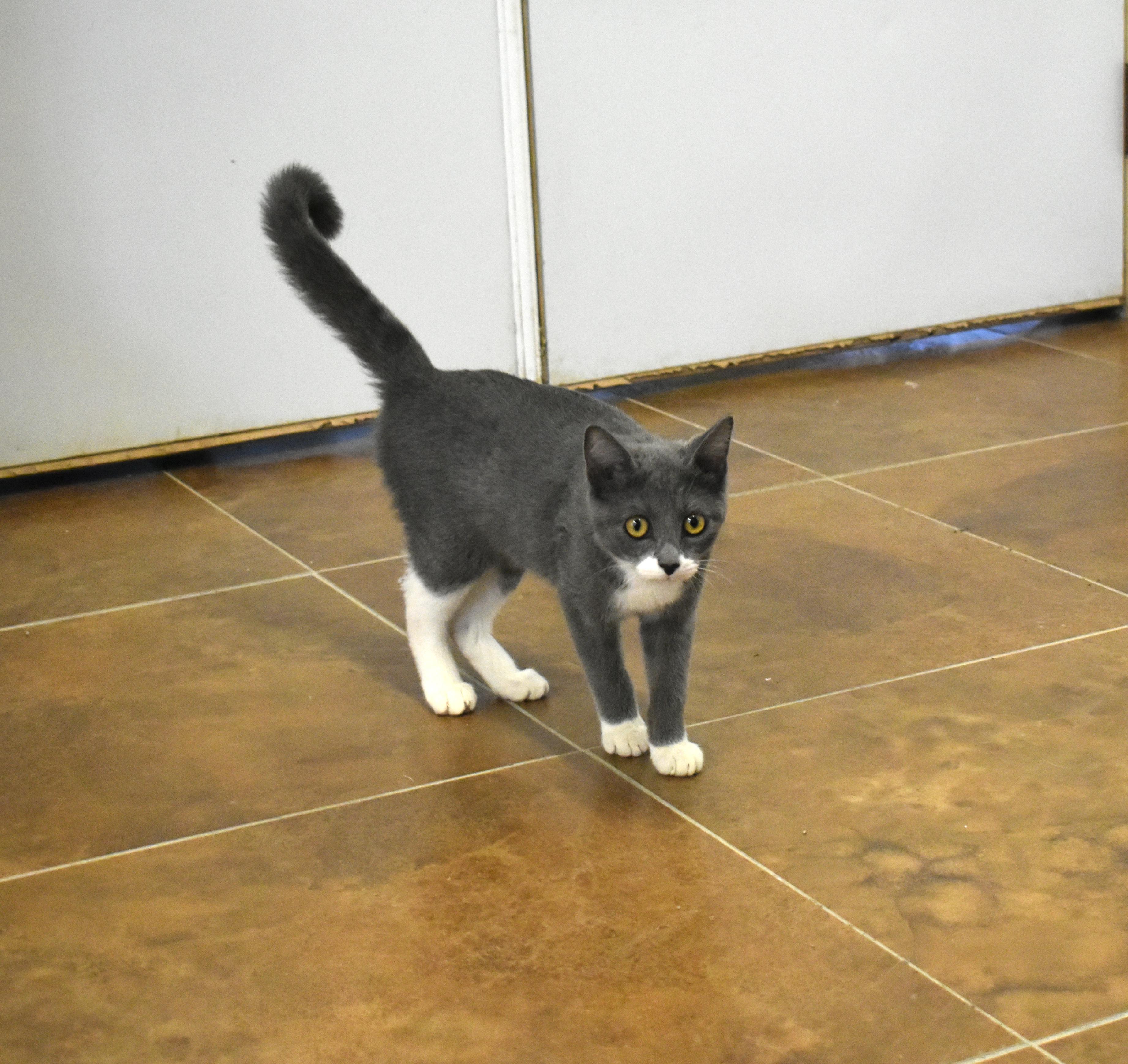 Enlarge Ember, an adopted Domestic Short Hair in Auburn, NE image 2/5