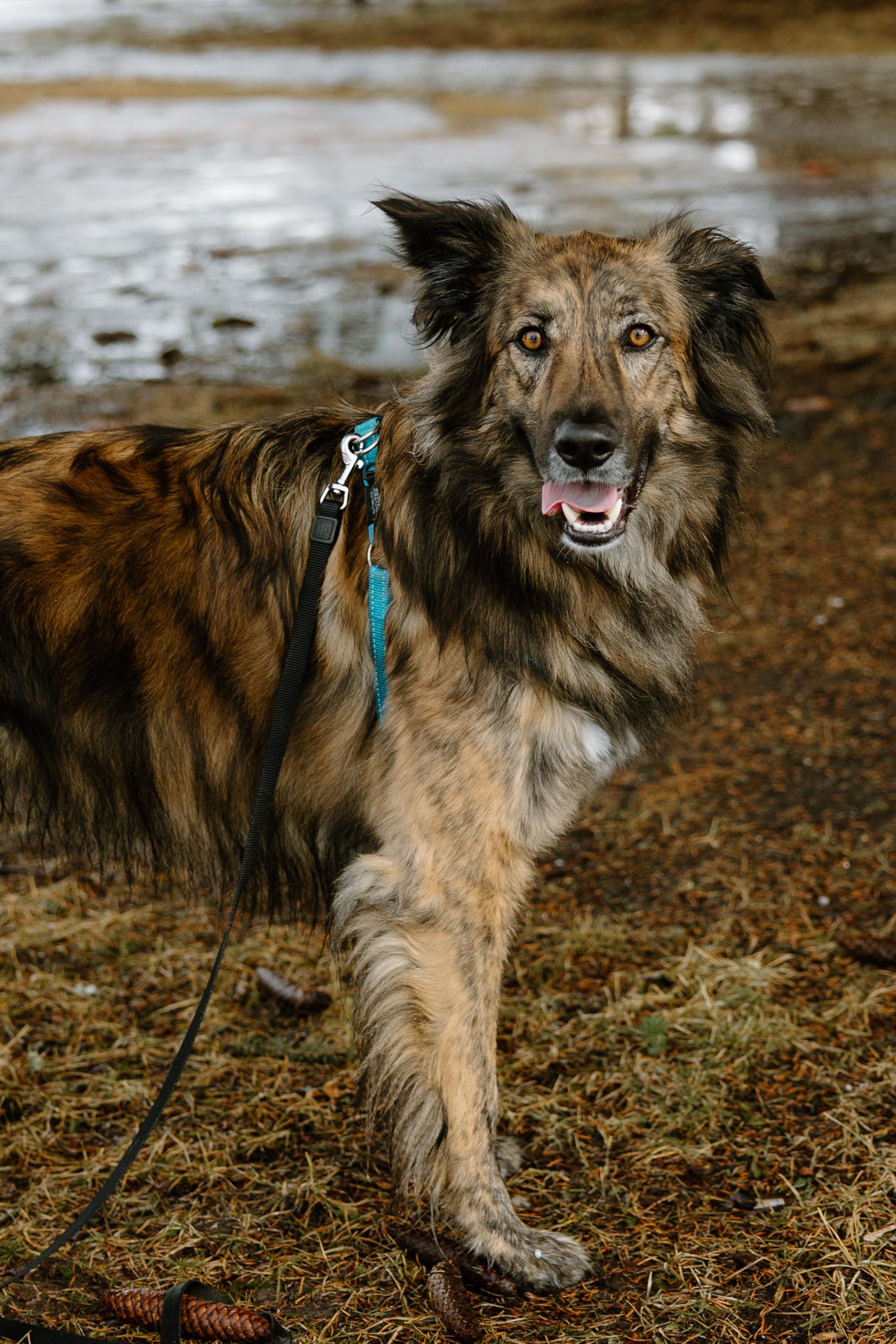 Cosmo, Adoptable, Adult Male Australian Shepherd & Labrador Retriever.