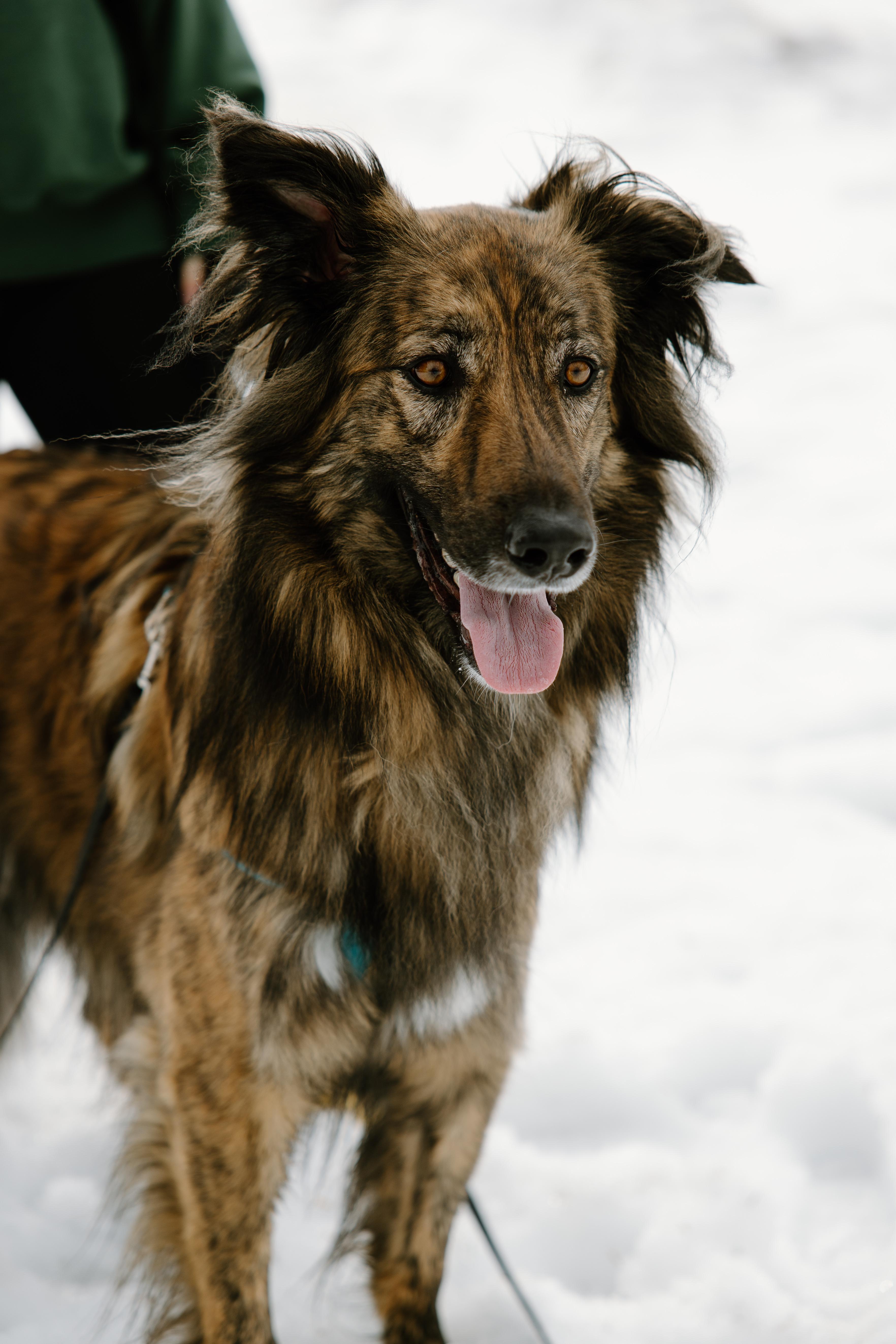 Enlarge Cosmo, a Adoptable mixed breed in Mississauga, ON image 6/6