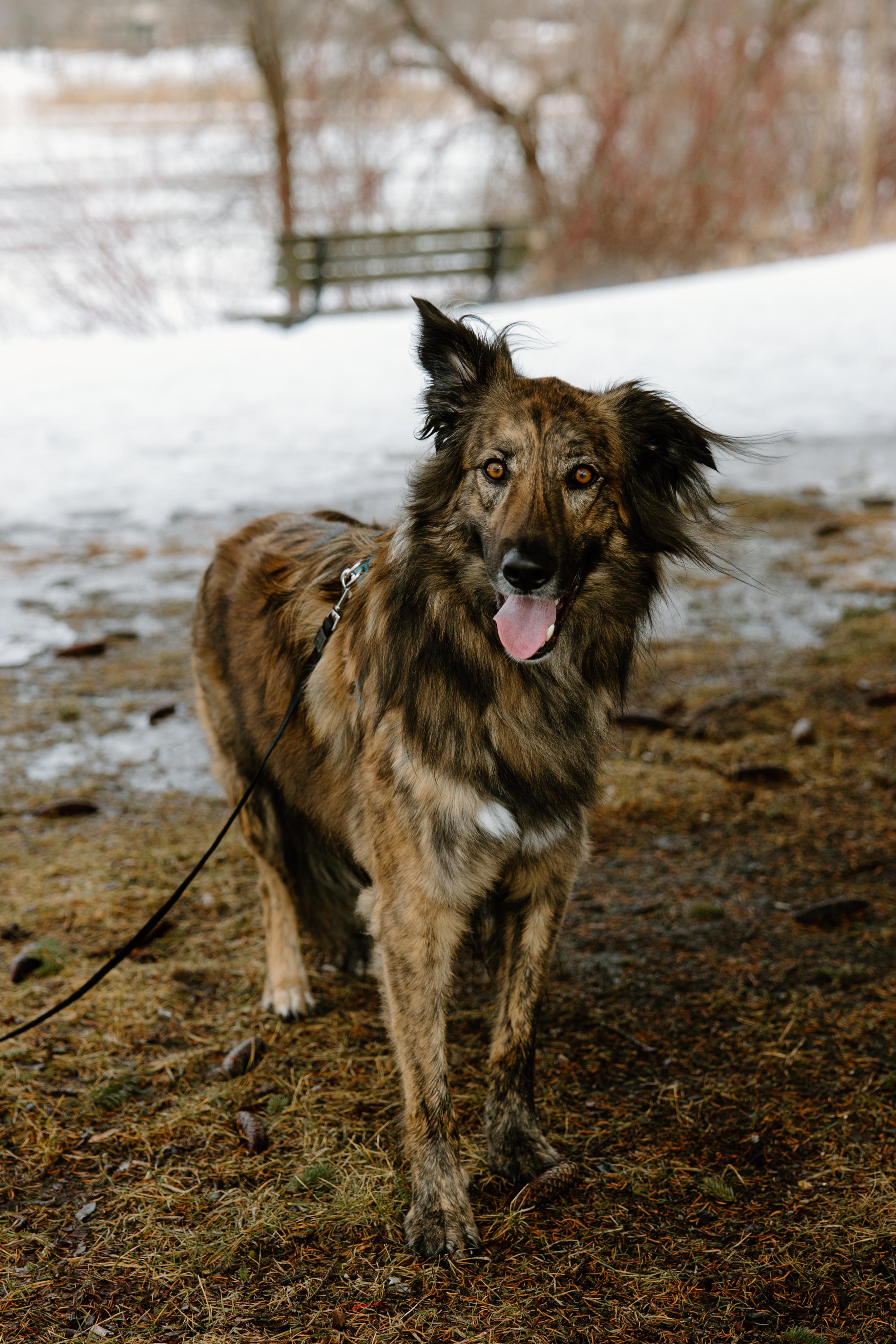 Enlarge Cosmo, a Adoptable mixed breed in Mississauga, ON image 4/6