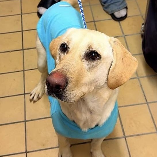 Enlarge Cotton, an adopted mixed breed in Lumberton, NC image 1/1