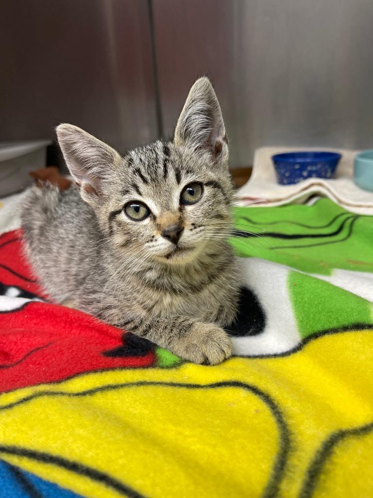 Princess Luna, Adoptable, Kitten Female Domestic Short Hair.