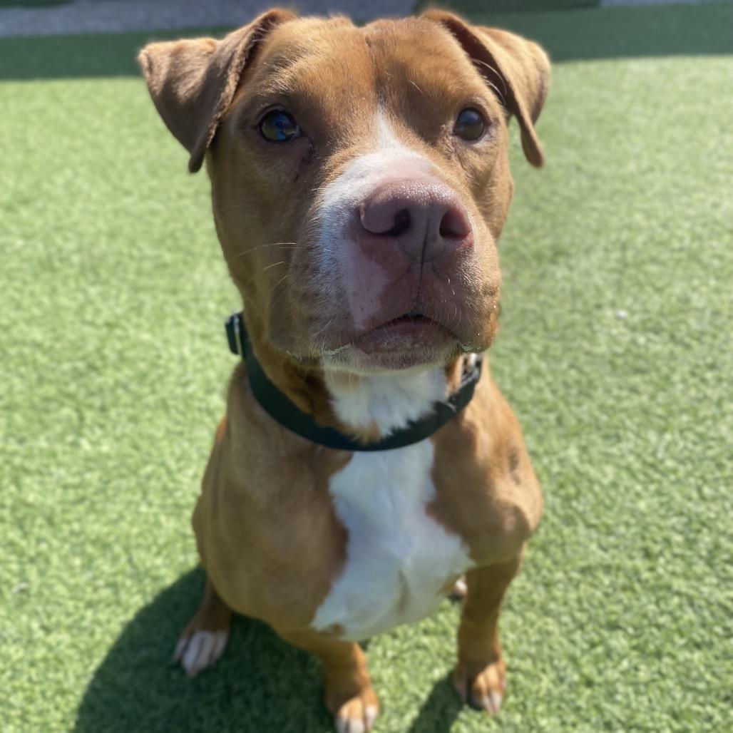 Jerry, a Adoptable Mixed Breed in Batavia, OH image 1/4