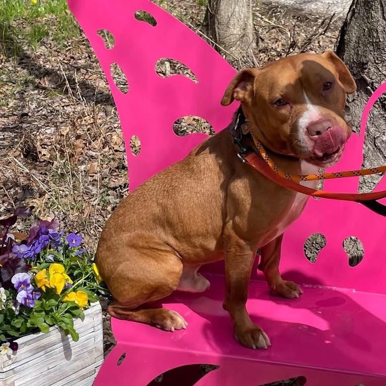 Jerry, a Adoptable Mixed Breed in Batavia, OH image 2/5