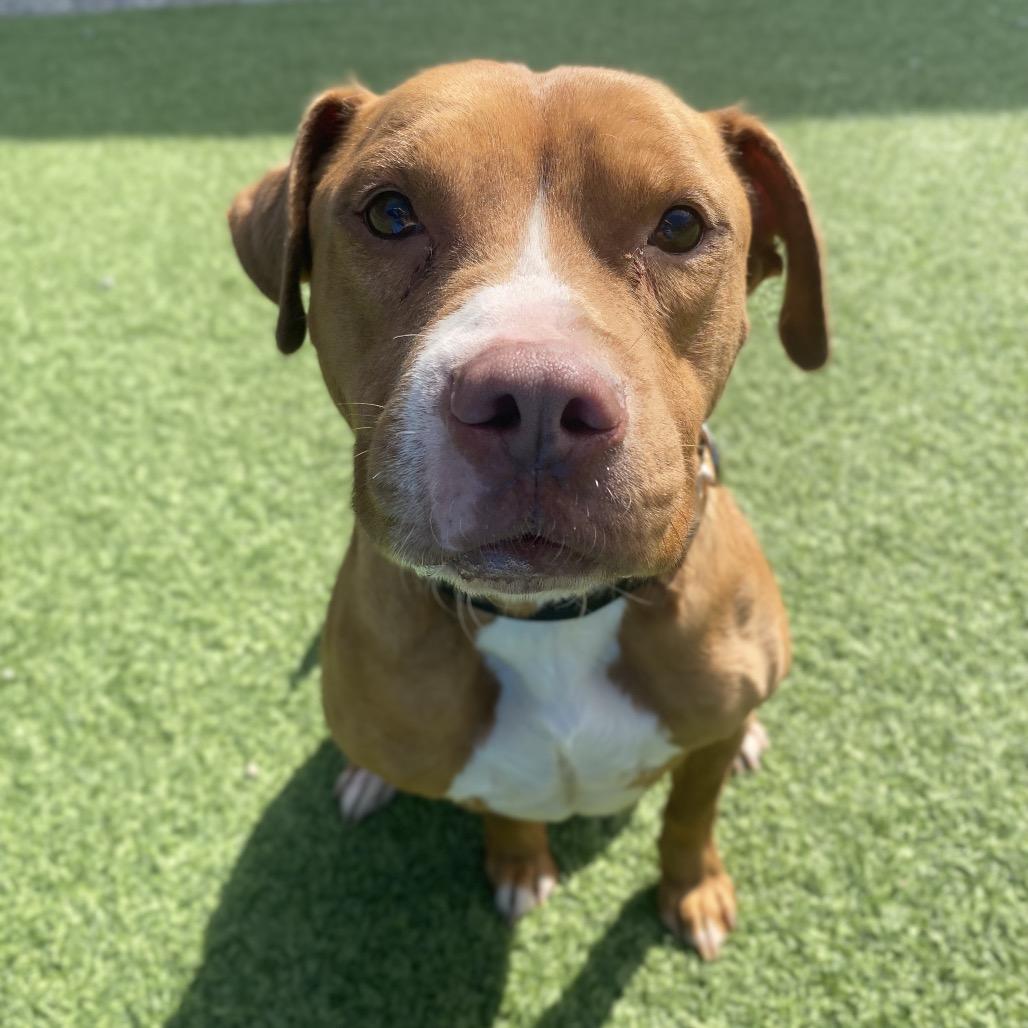 Jerry, a Adoptable Mixed Breed in Batavia, OH image 2/4