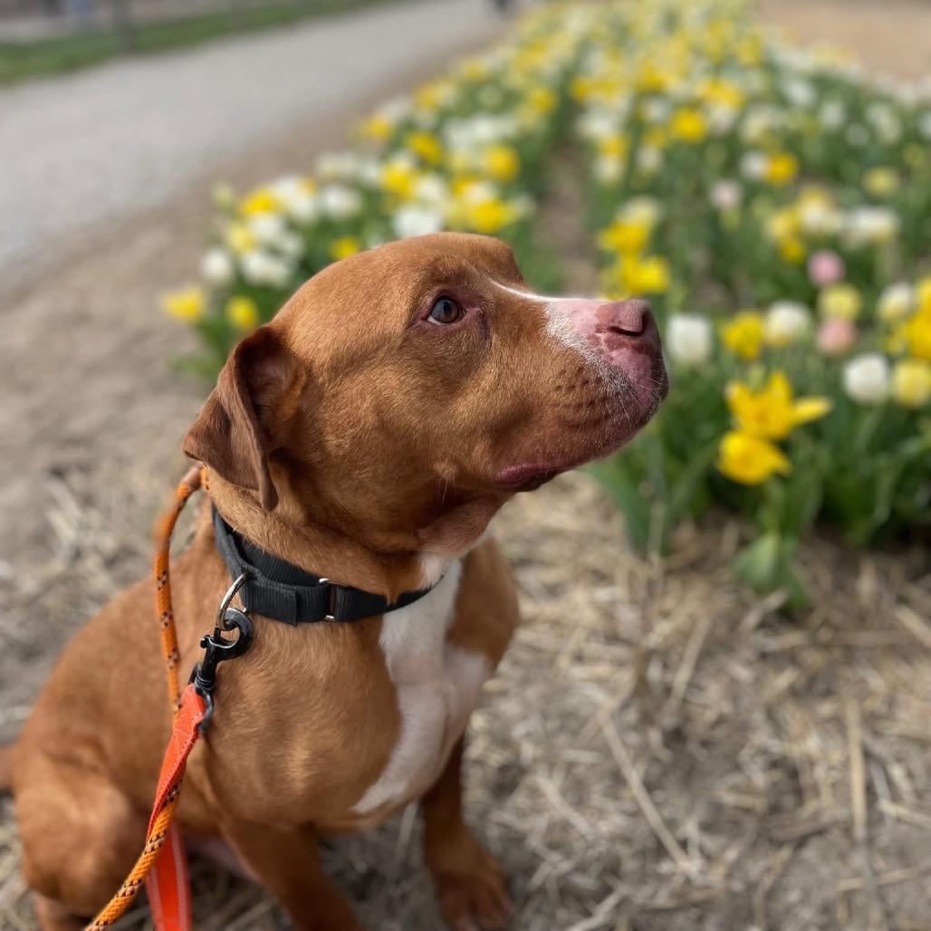Jerry, a Adoptable Mixed Breed in Batavia, OH image 4/5