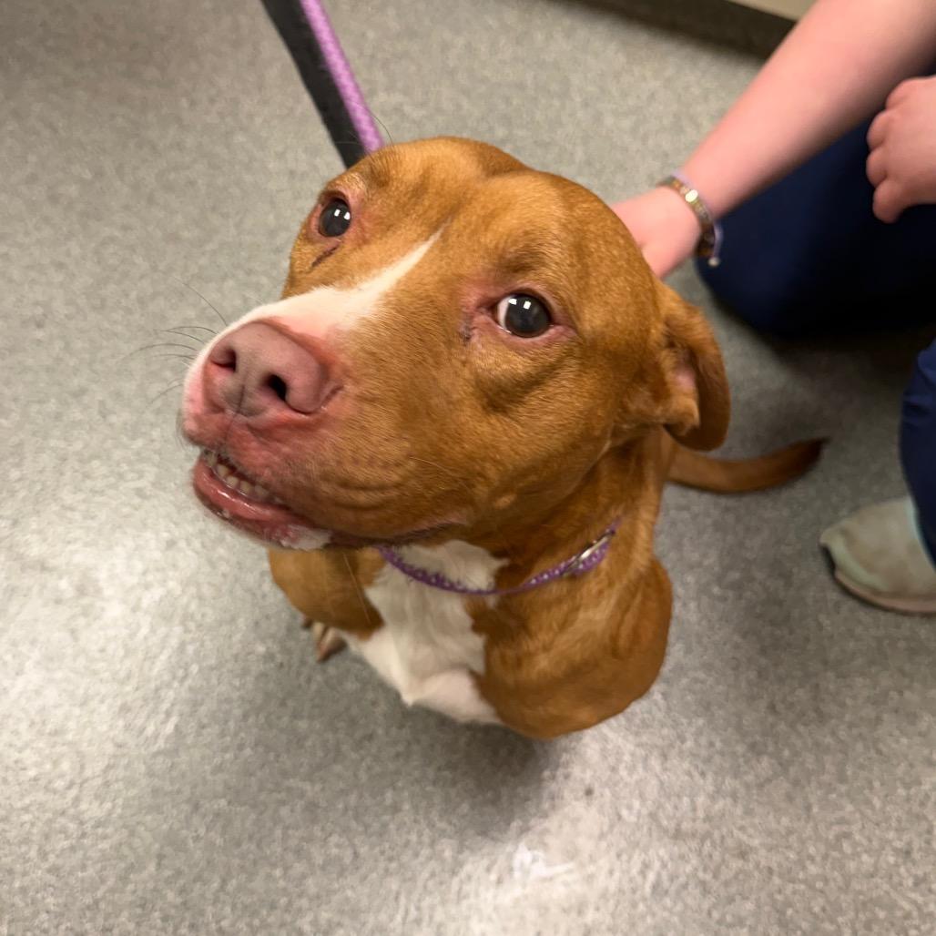 Jerry, a Adoptable Mixed Breed in Batavia, OH image 3/4