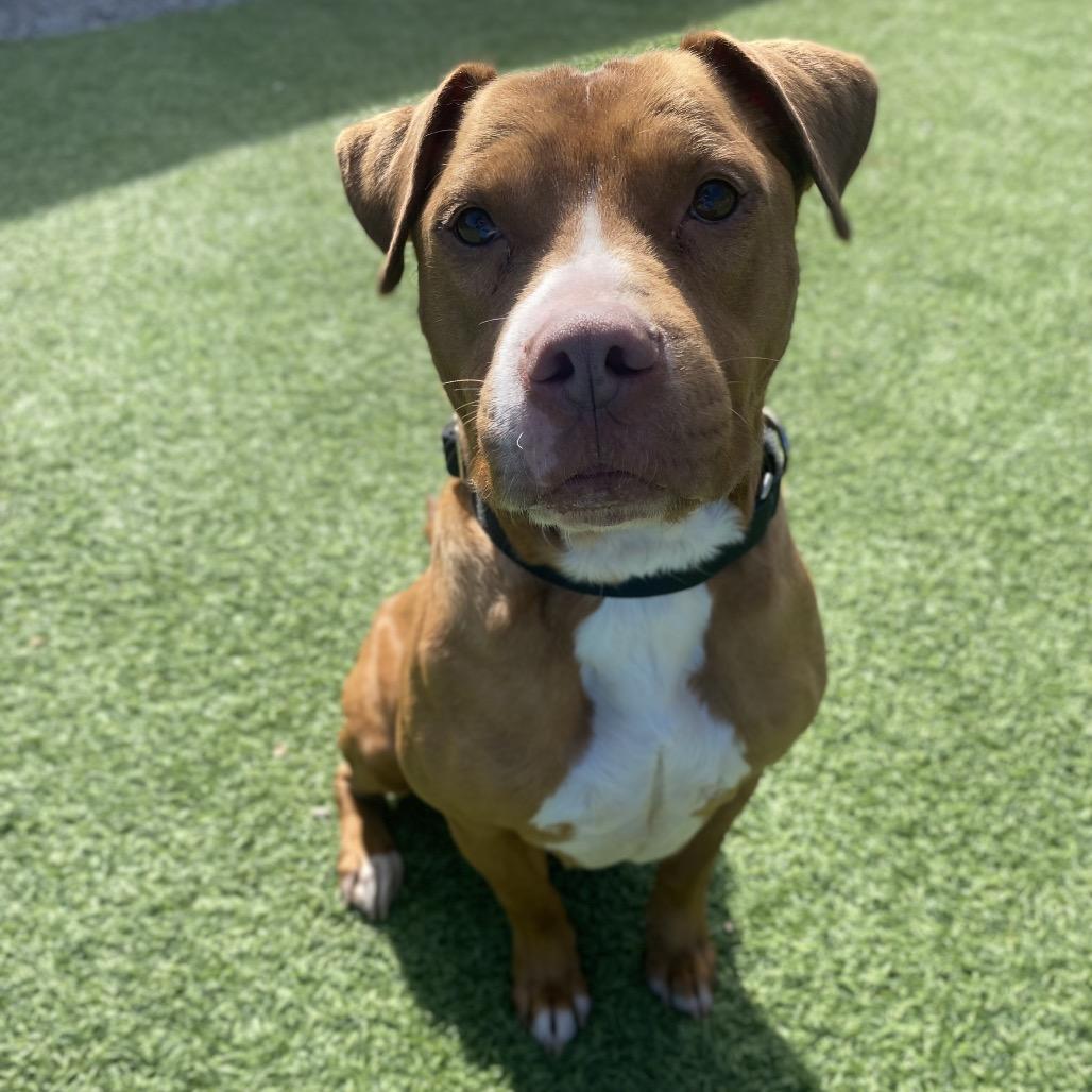 Jerry, a Adoptable Mixed Breed in Batavia, OH image 4/4