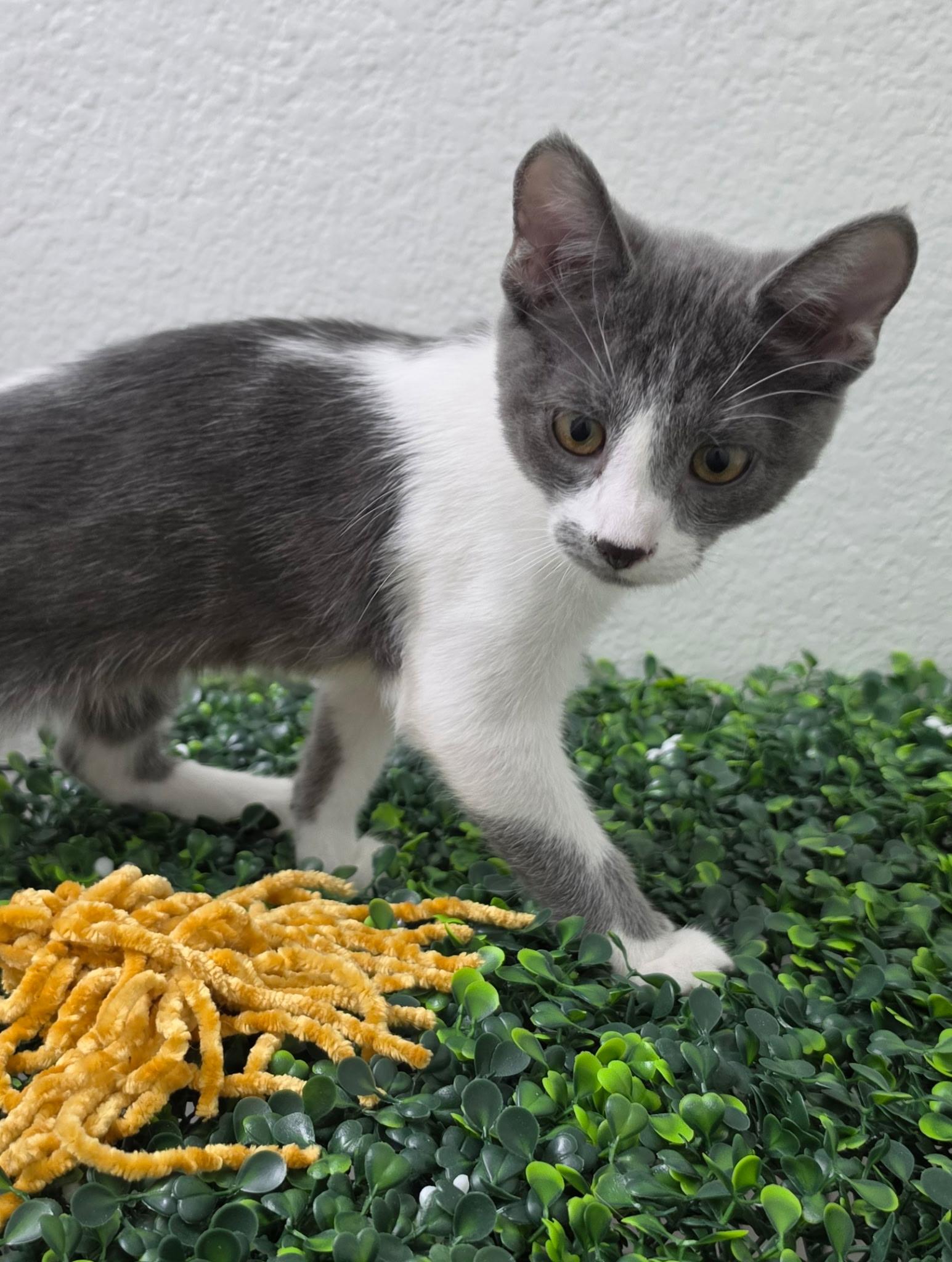 Enlarge Willow, a ADOPTABLE Domestic Short Hair in Las Vegas, NV image 4/4