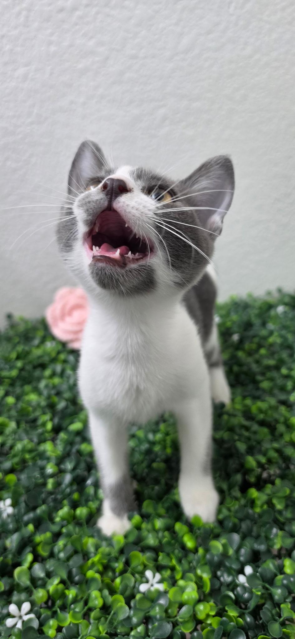 Enlarge Willow, a ADOPTABLE Domestic Short Hair in Las Vegas, NV image 2/4