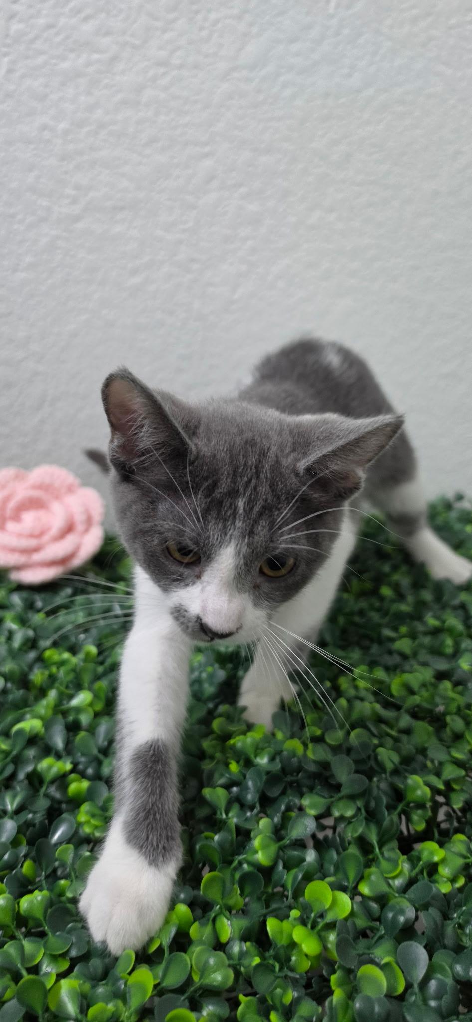 Enlarge Willow, a ADOPTABLE Domestic Short Hair in Las Vegas, NV image 3/4