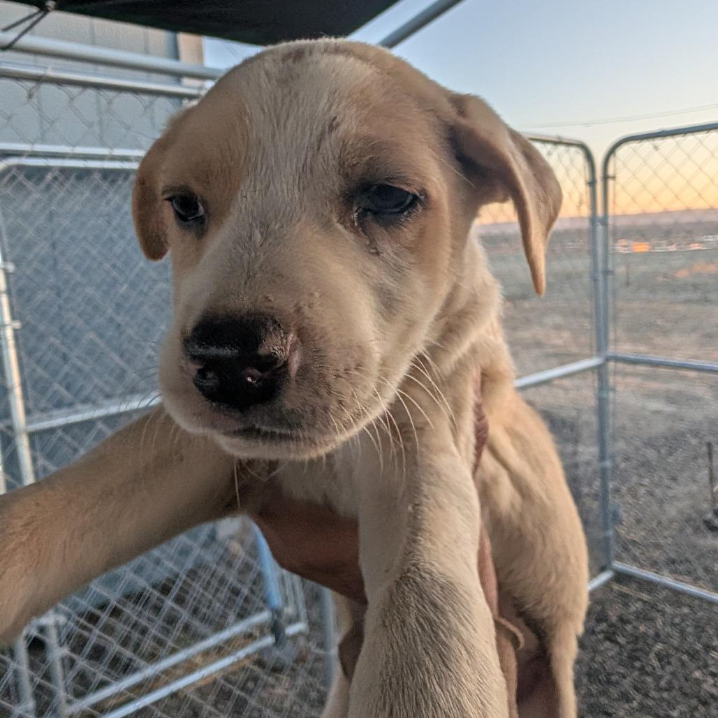 Dolly, Adoptable, Puppy Female Mixed Breed.