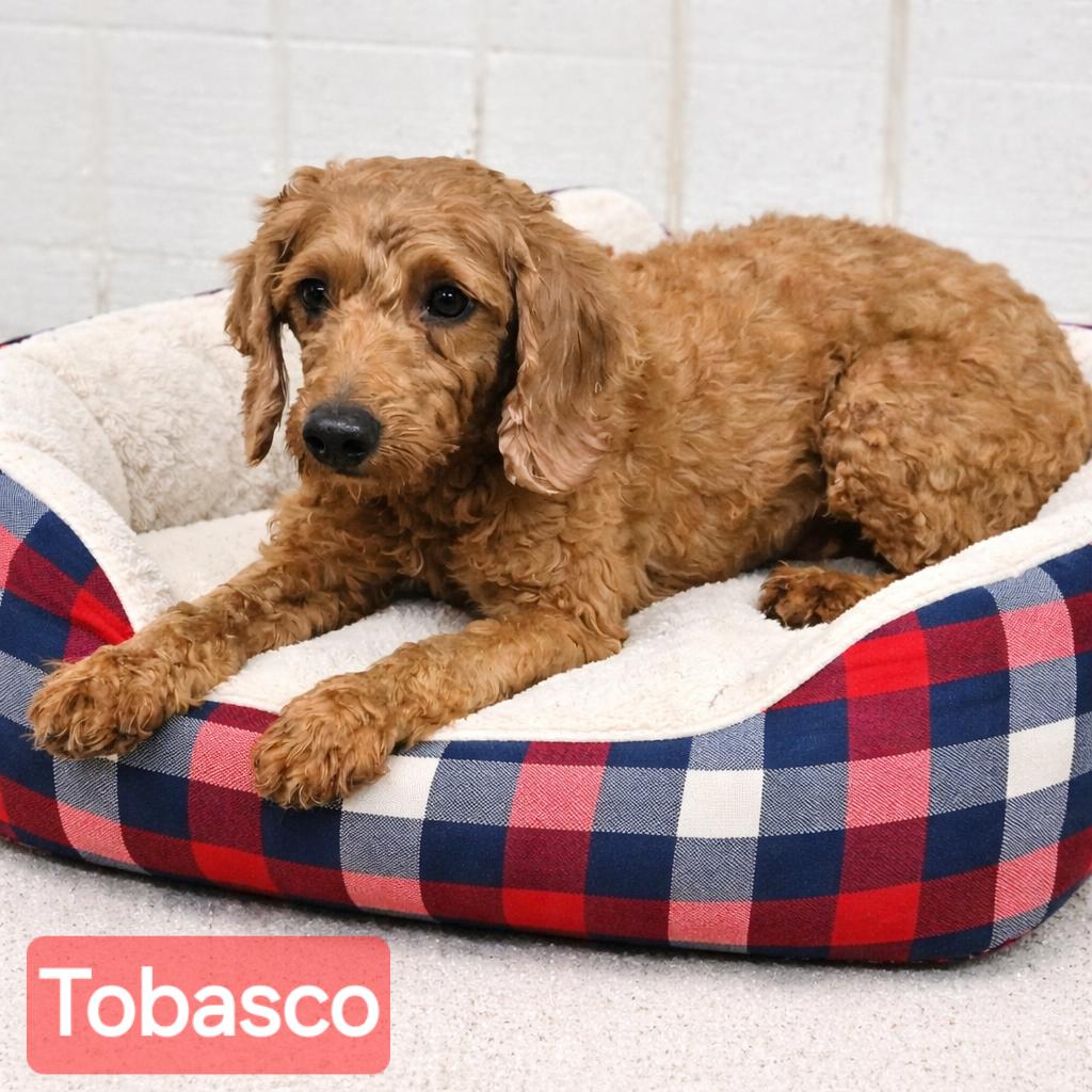 Enlarge Tobasco, a ADOPTABLE Miniature Poodle in Wheelersburg, OH image 1/2
