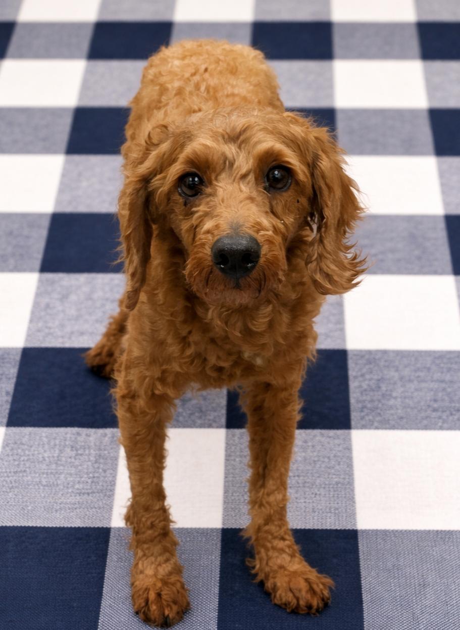 Enlarge Tobasco, a ADOPTABLE Miniature Poodle in Wheelersburg, OH image 2/2