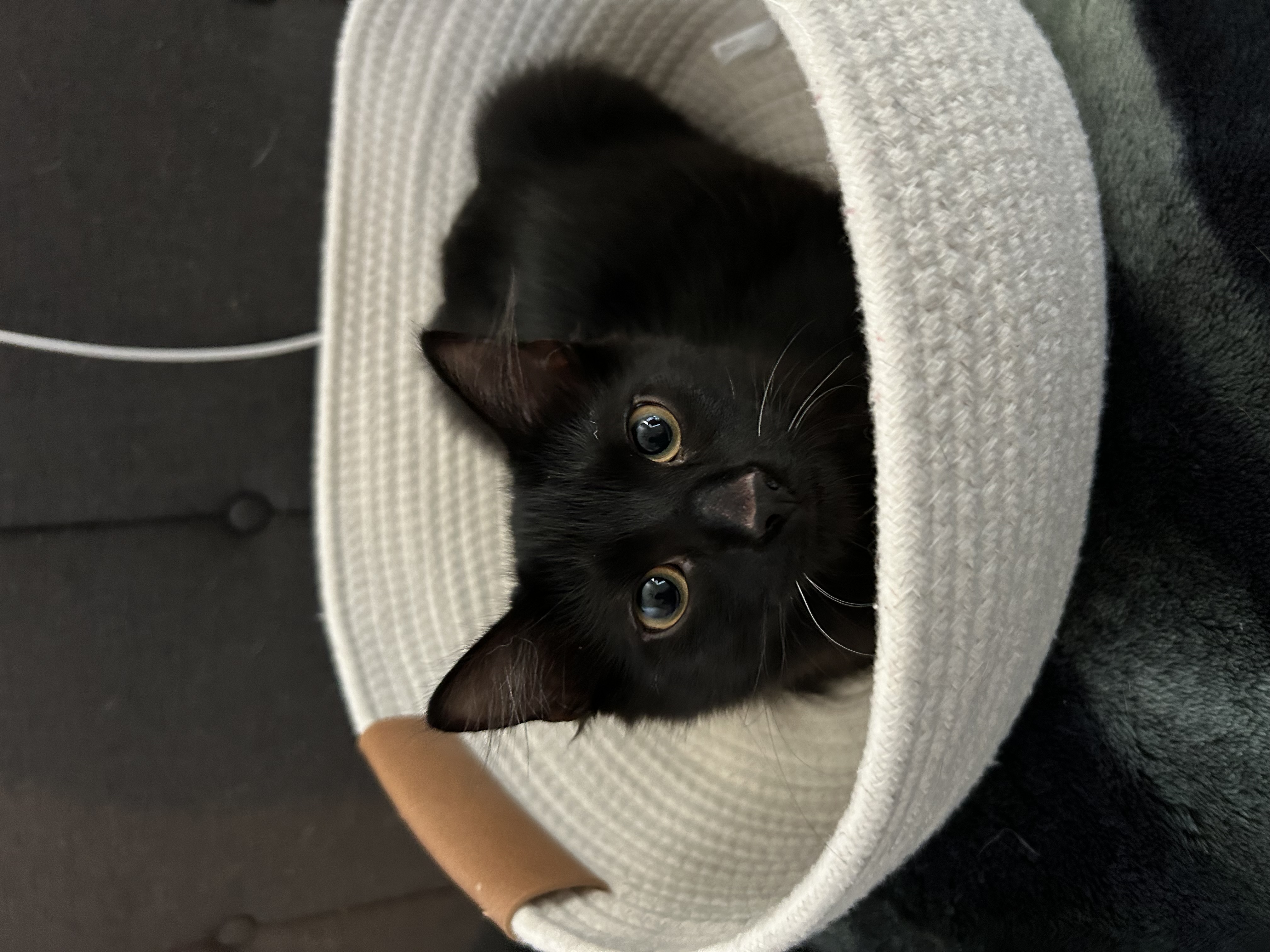 Enlarge MOCHI, a Adopted Domestic Medium Hair in South Houston, TX image 4/6