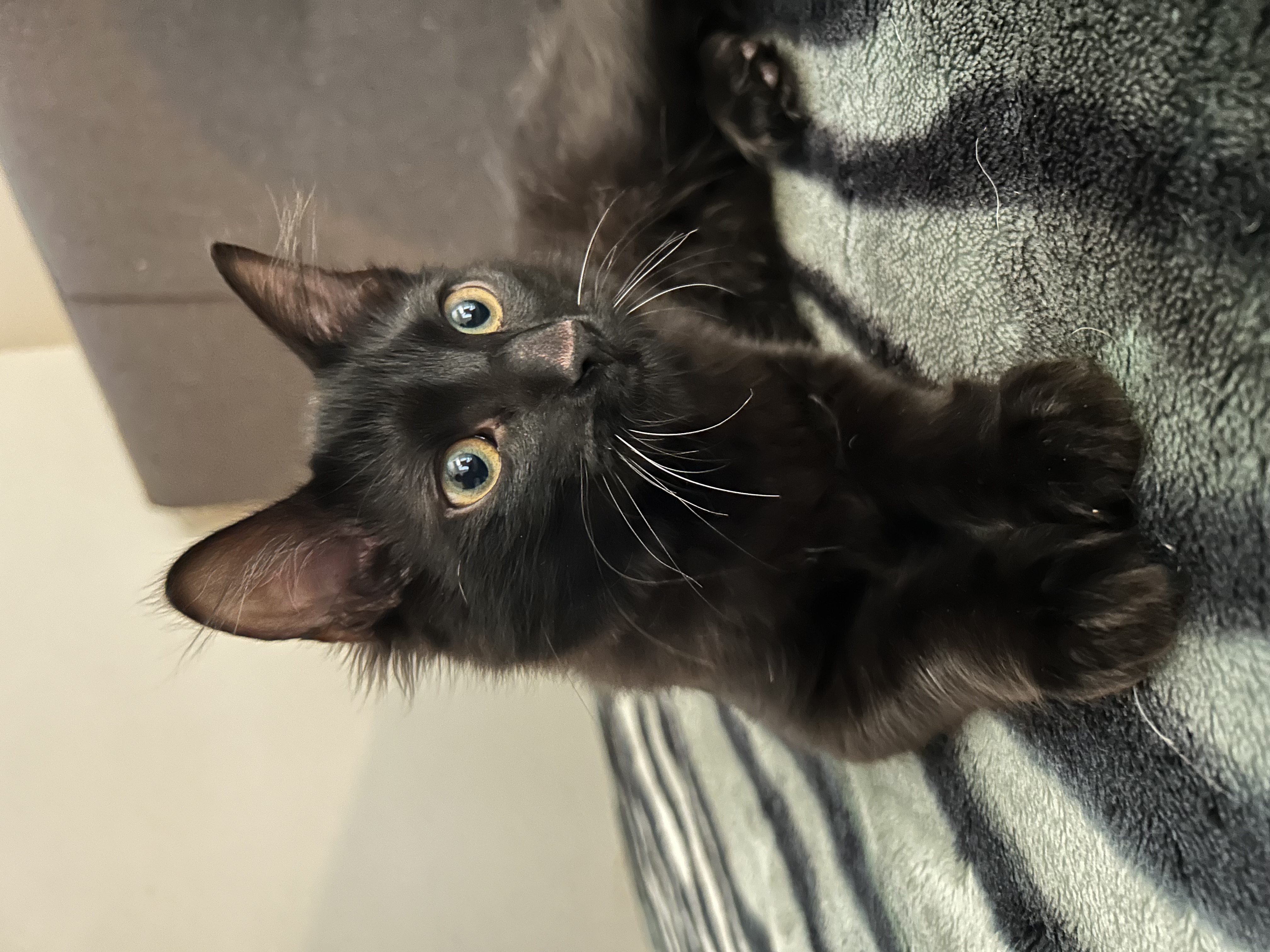 Enlarge MOCHI, a Adopted Domestic Medium Hair in South Houston, TX image 2/6