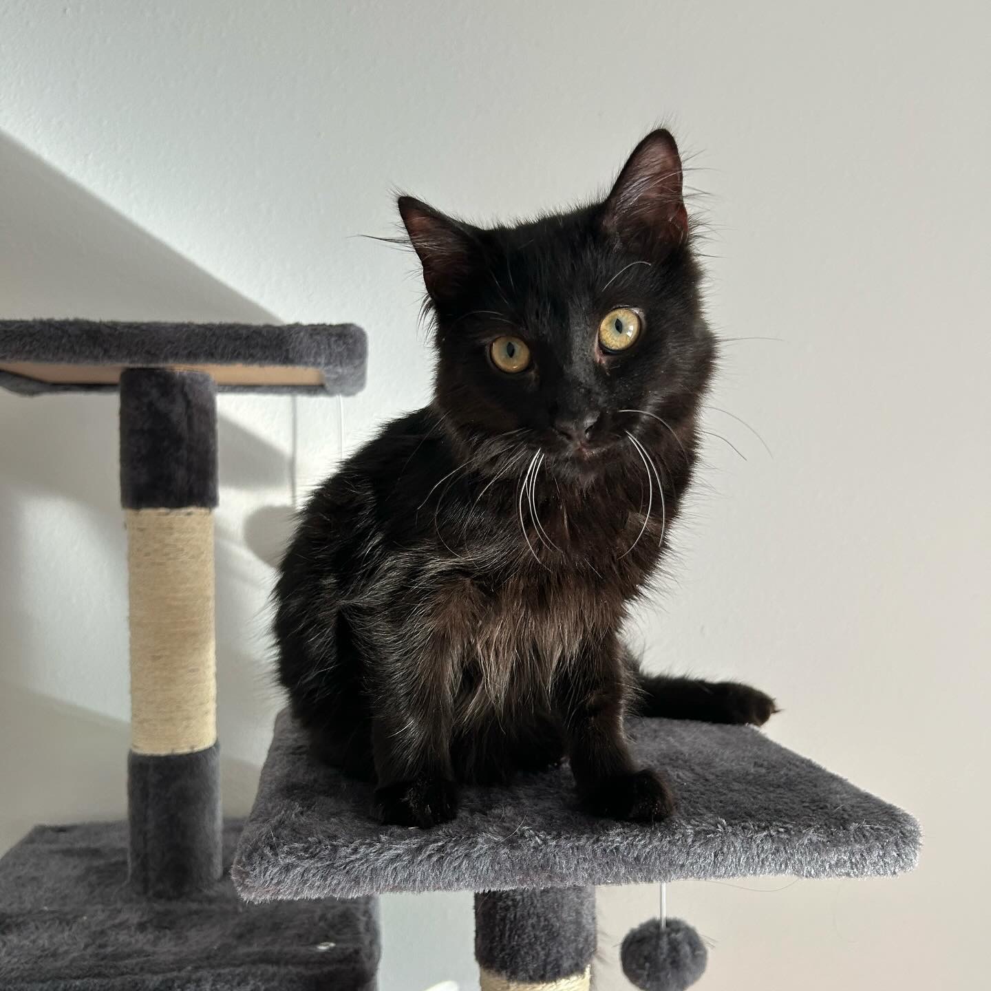 Enlarge MOCHI, a Adopted Domestic Medium Hair in South Houston, TX image 1/6