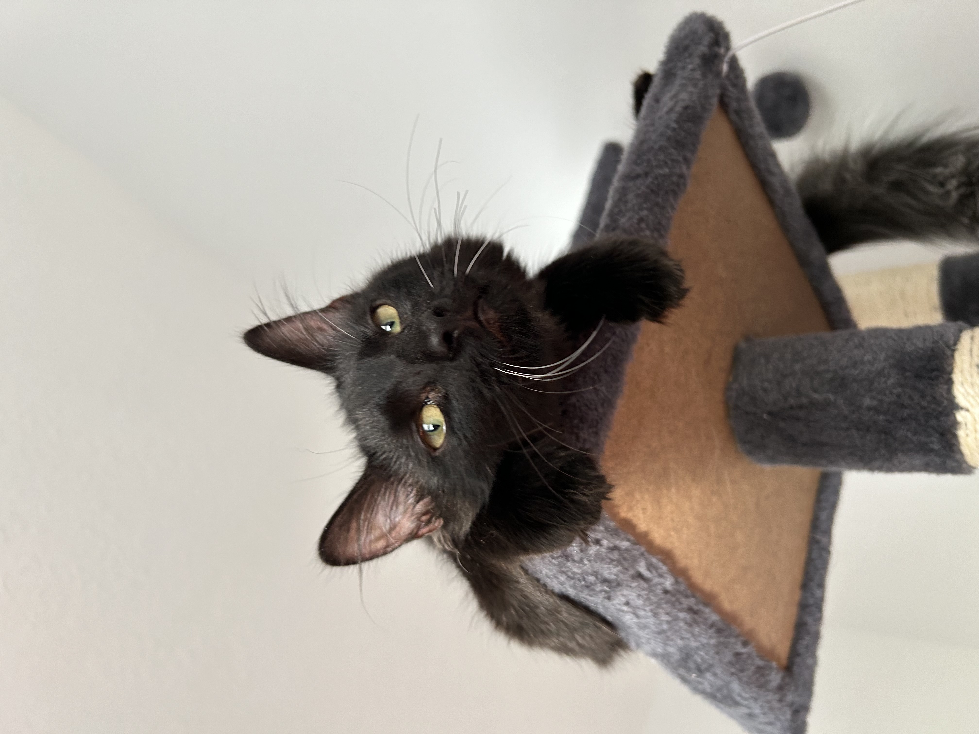 Enlarge MOCHI, a Adopted Domestic Medium Hair in South Houston, TX image 6/6