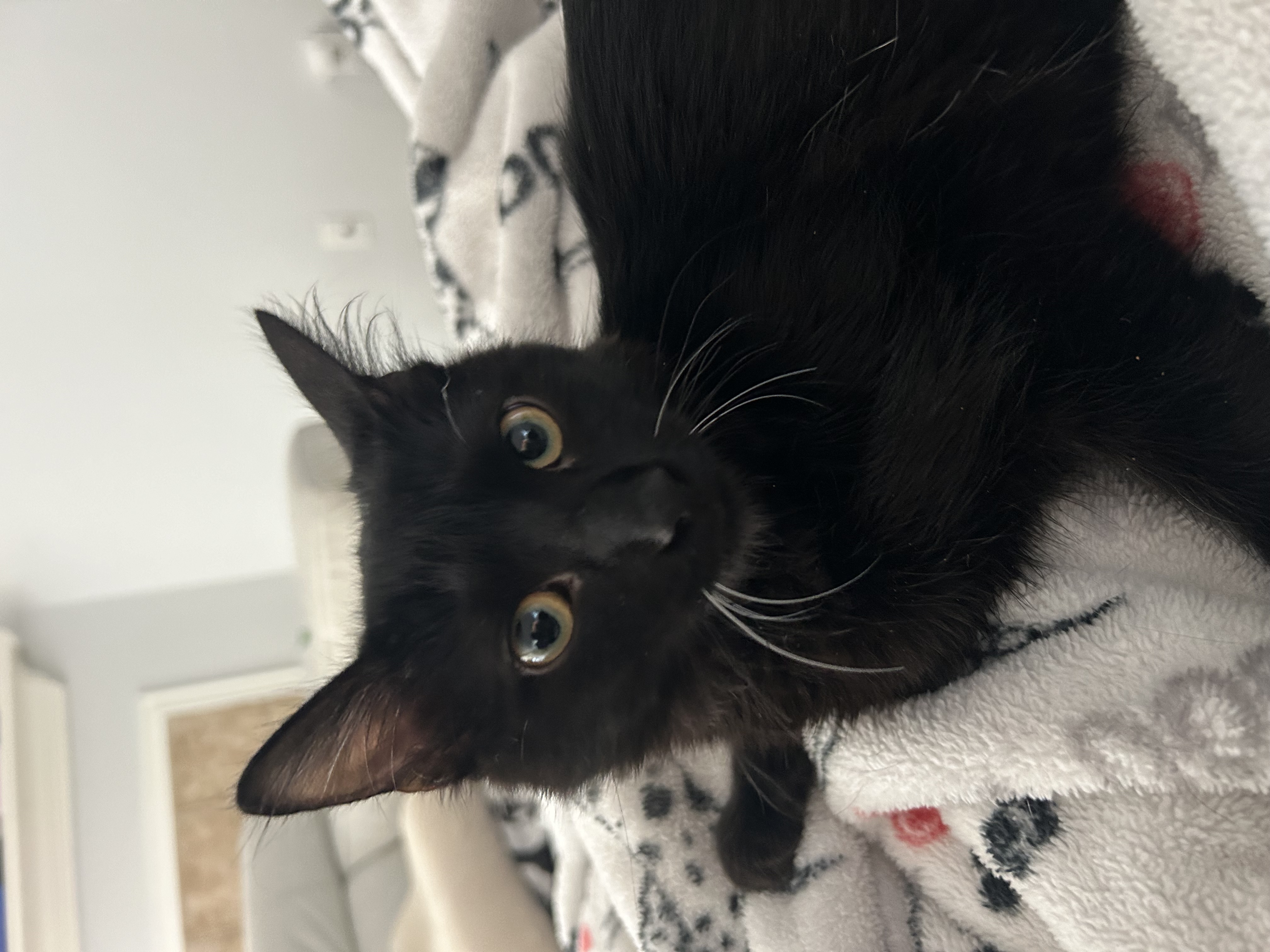 Enlarge MOCHI, a Adopted Domestic Medium Hair in South Houston, TX image 3/6