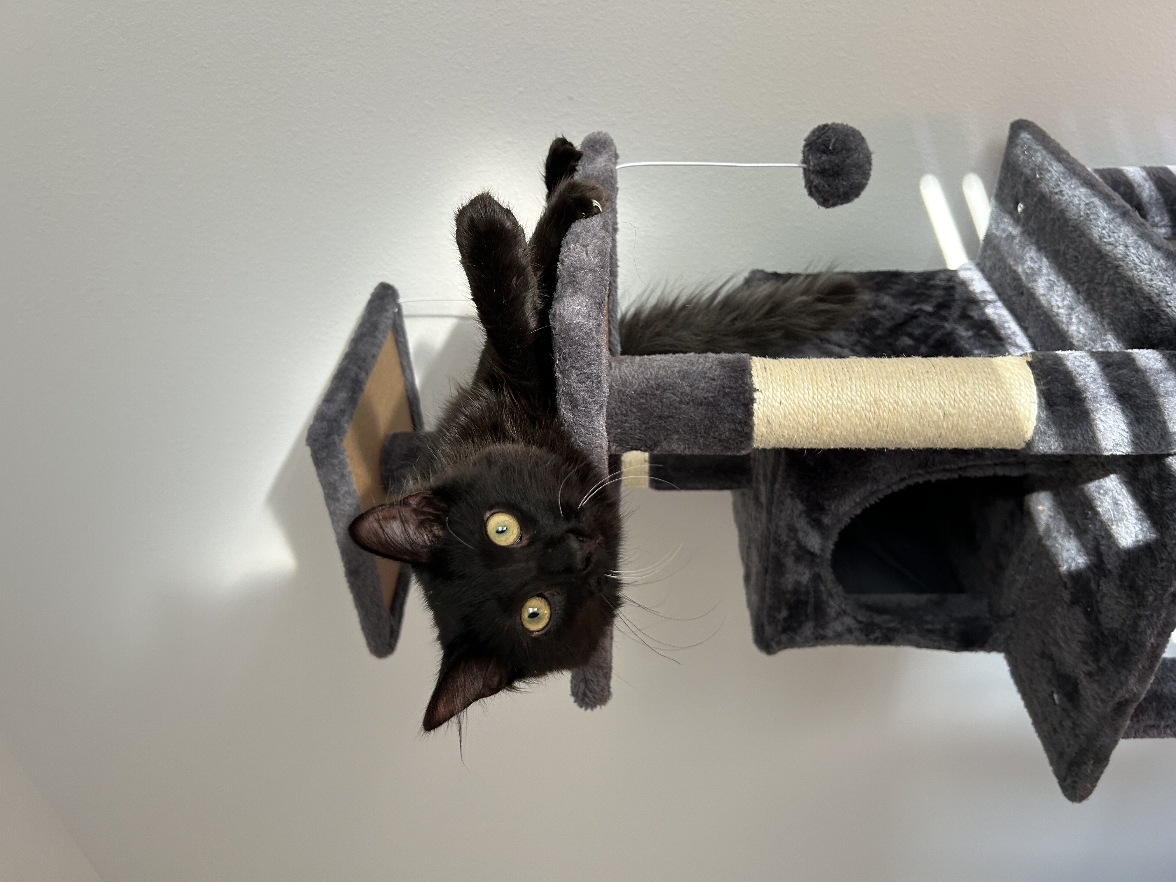 Enlarge MOCHI, a Adopted Domestic Medium Hair in South Houston, TX image 5/6