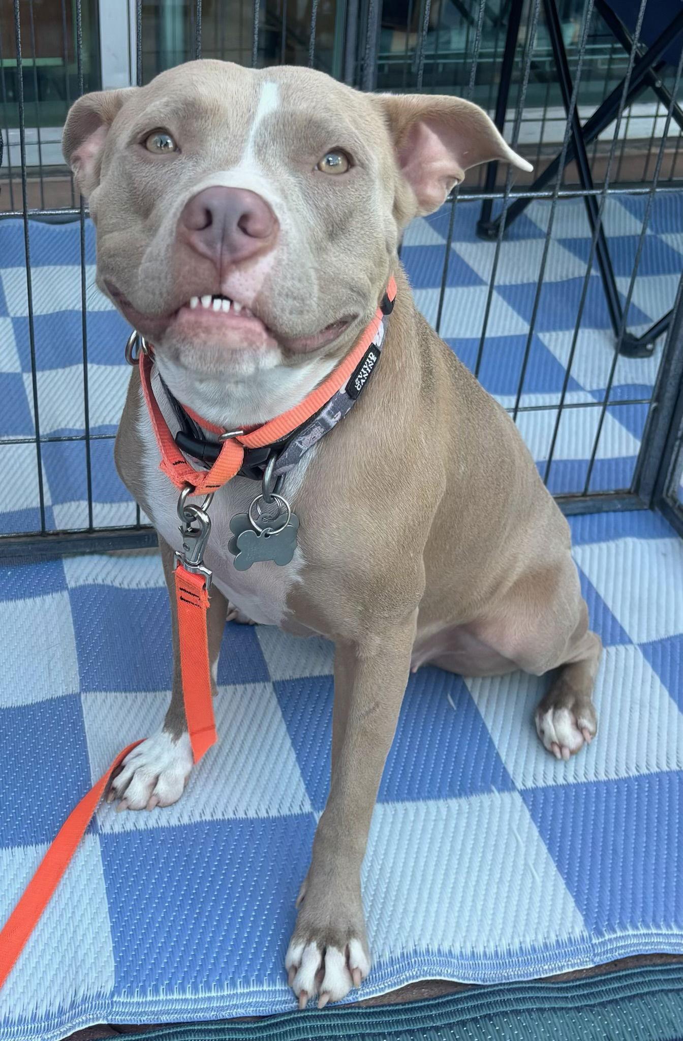 Shiloh, Adoptable, Adult Female Pit Bull Terrier.