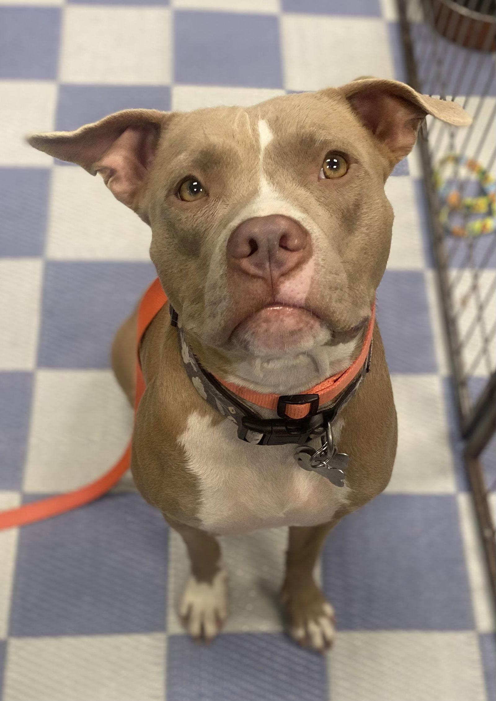Shiloh, Adoptable, Adult Female Pit Bull Terrier.